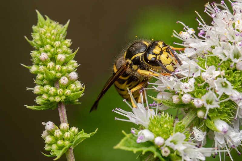 There’s a good reason yellow jackets are hanging around you