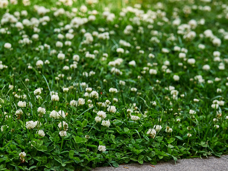 clover in a backyard