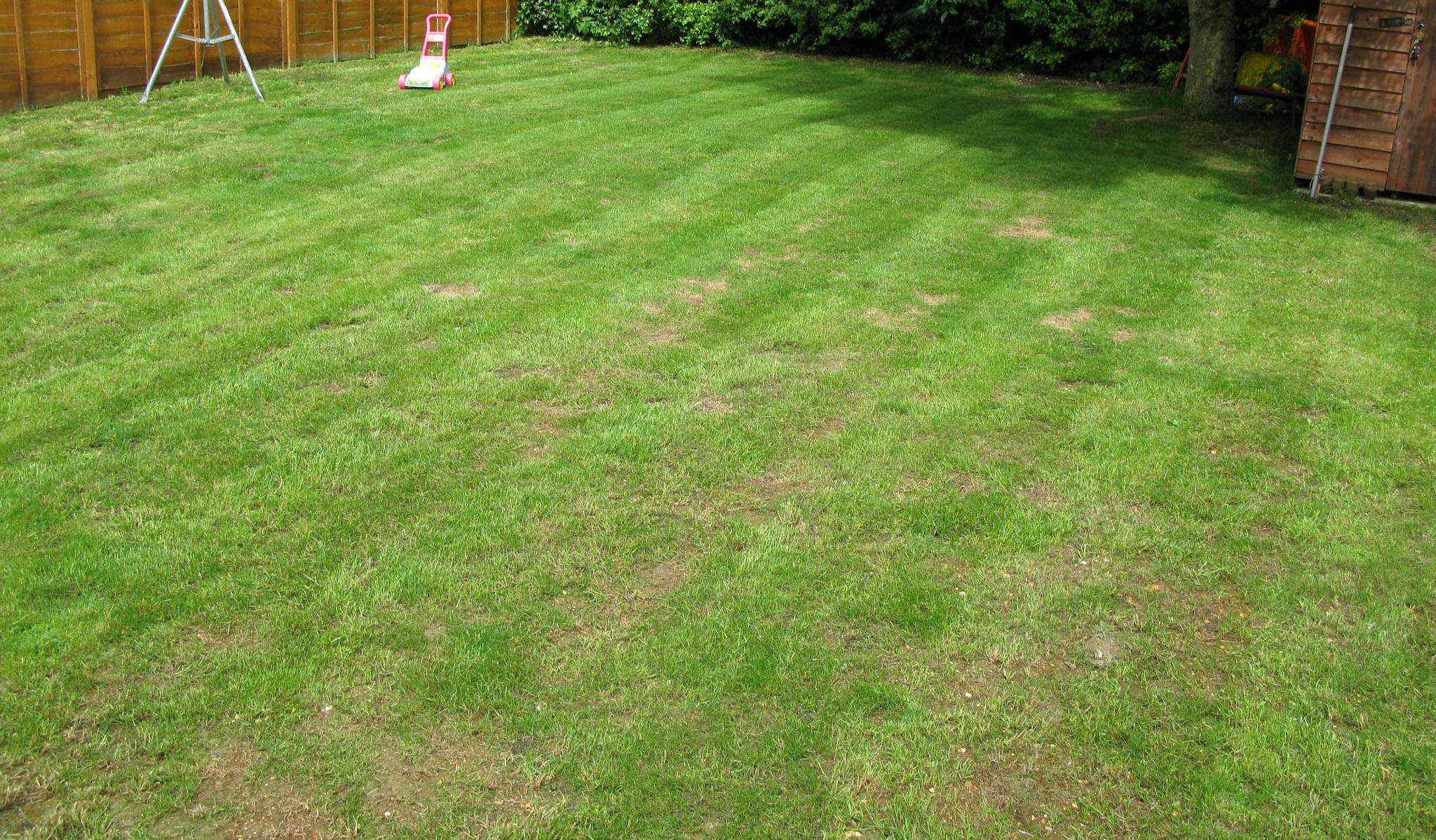 patchy lawn