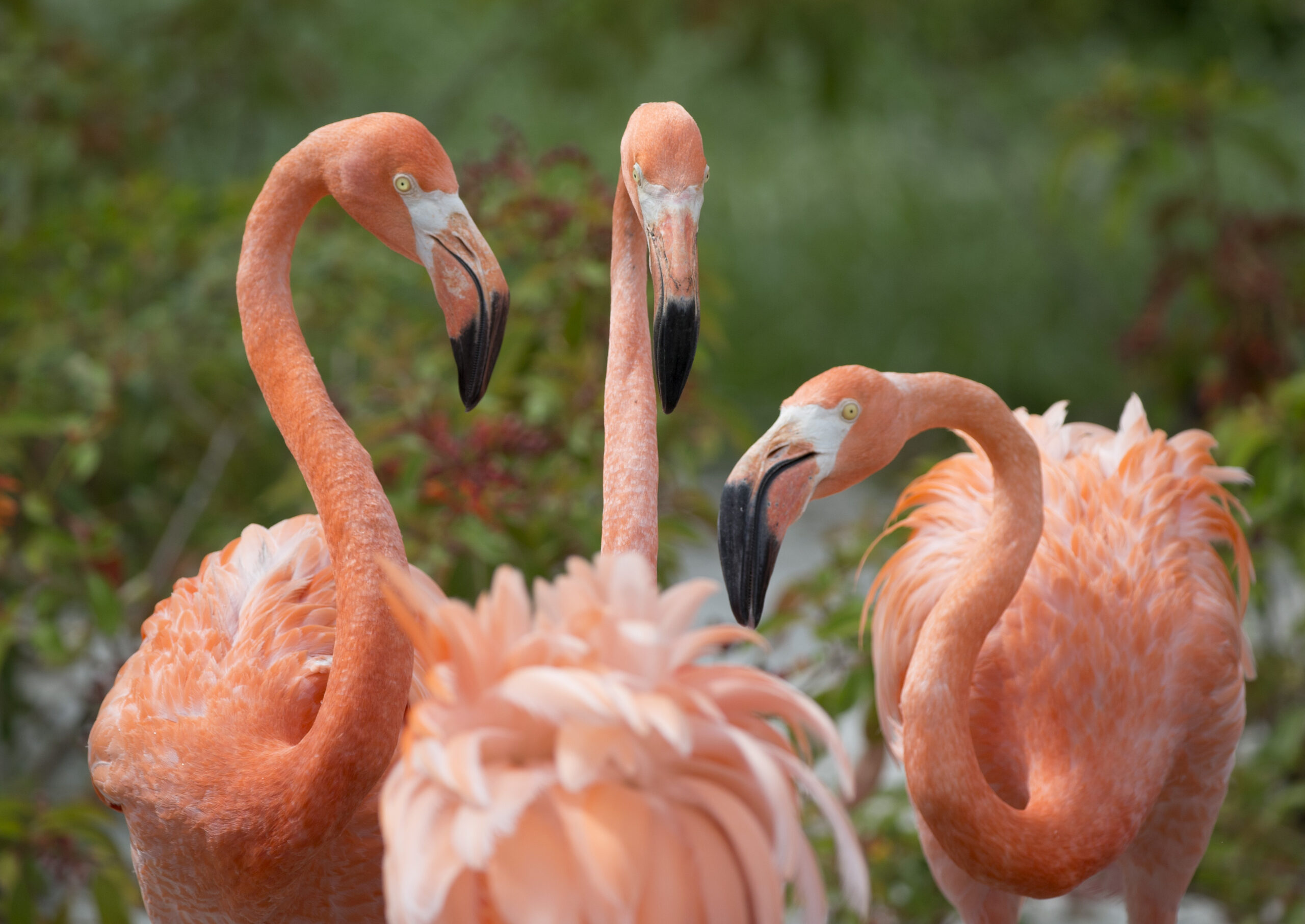 American flamingos
