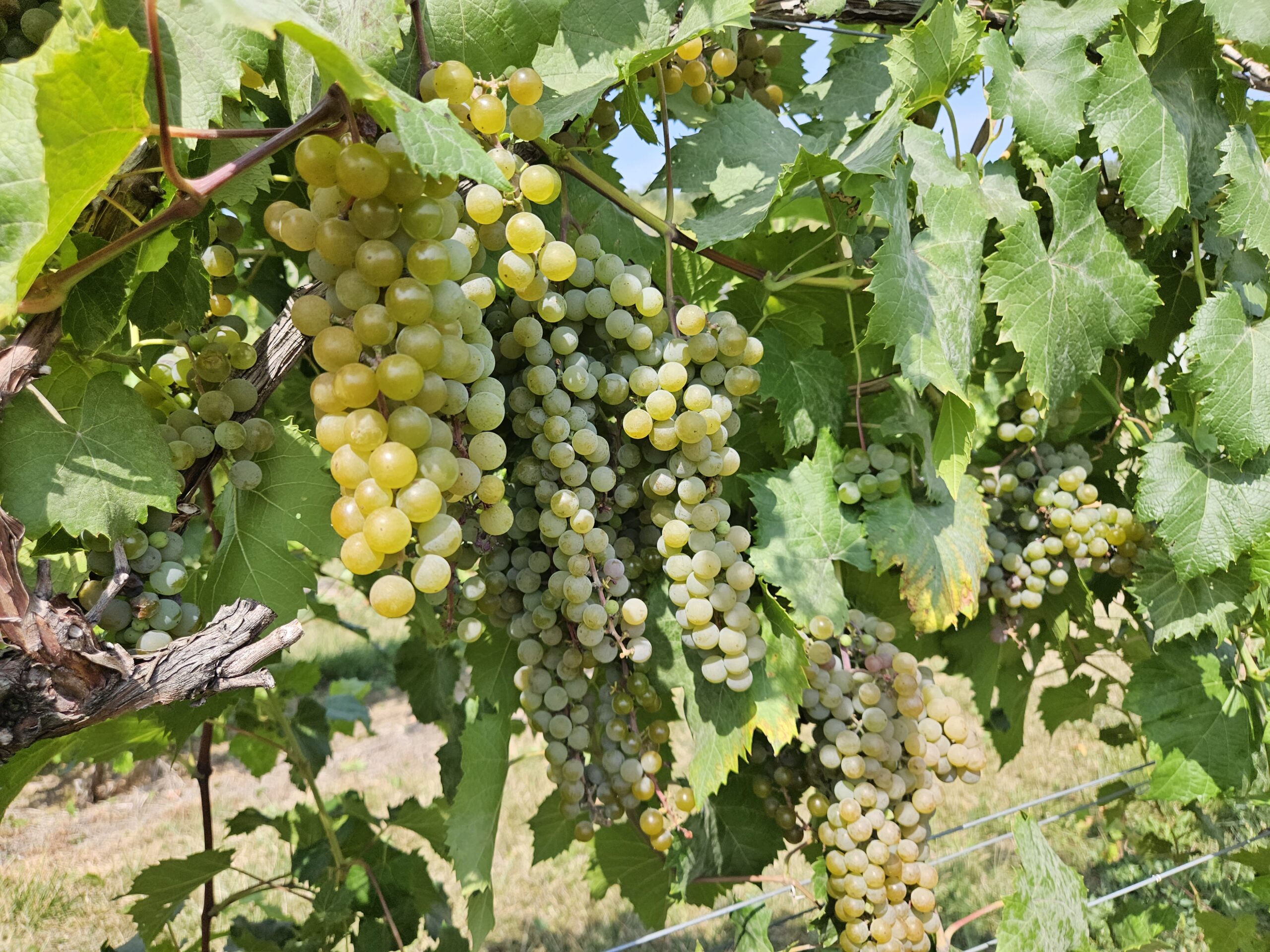 Large bunches of green grapes on a vine