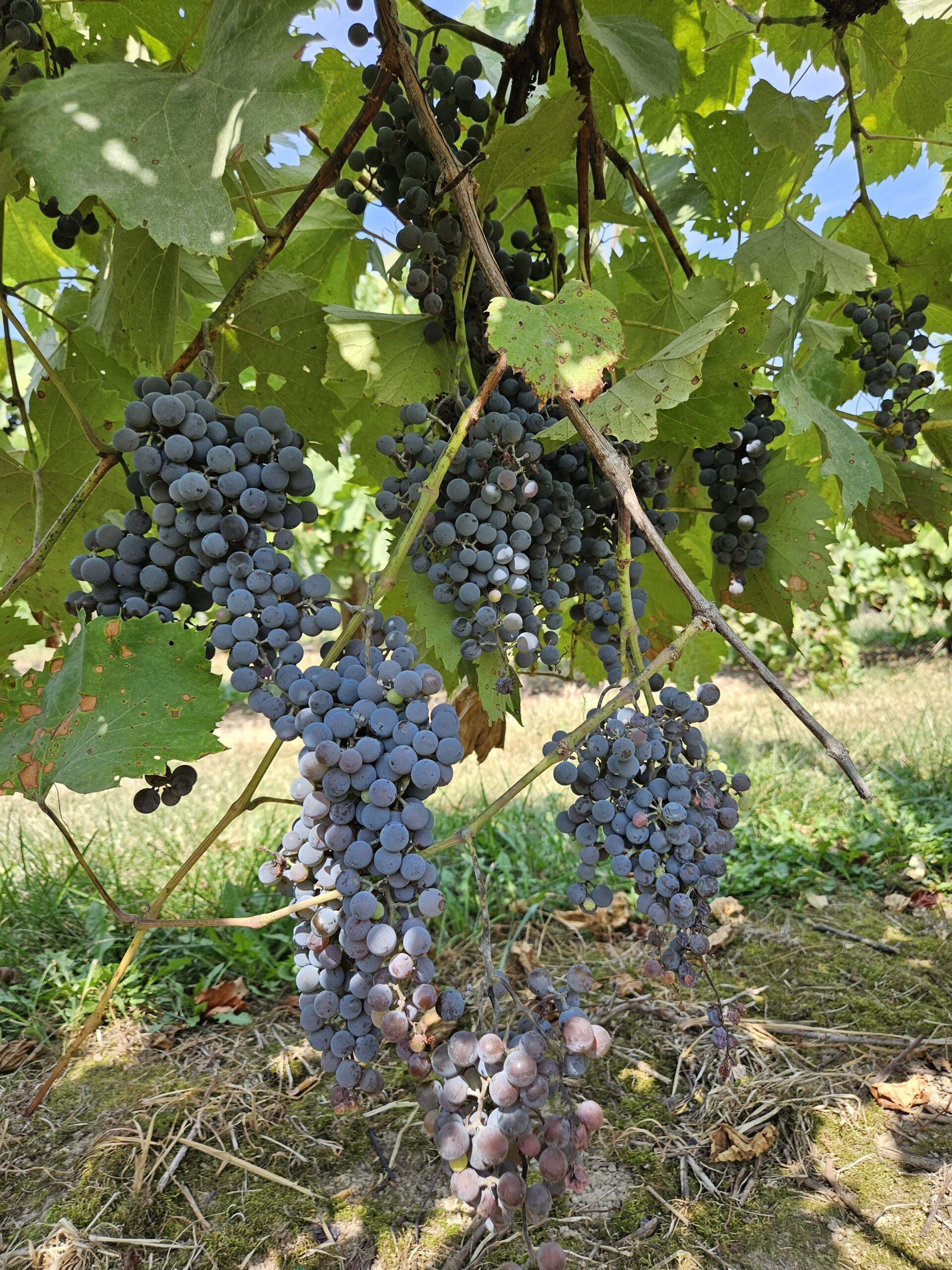 Bunches of red grapes hang from a vine