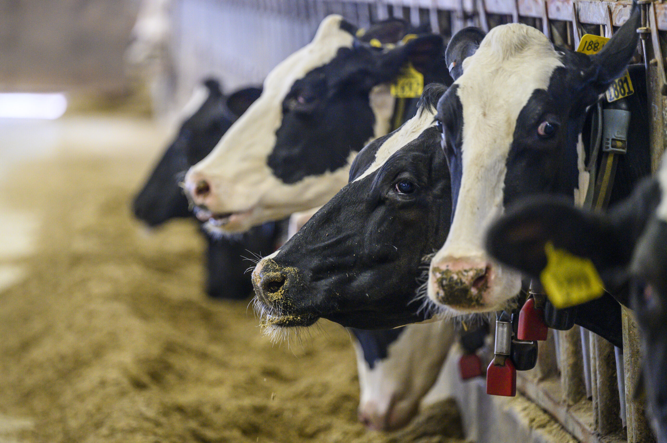 Cows eating