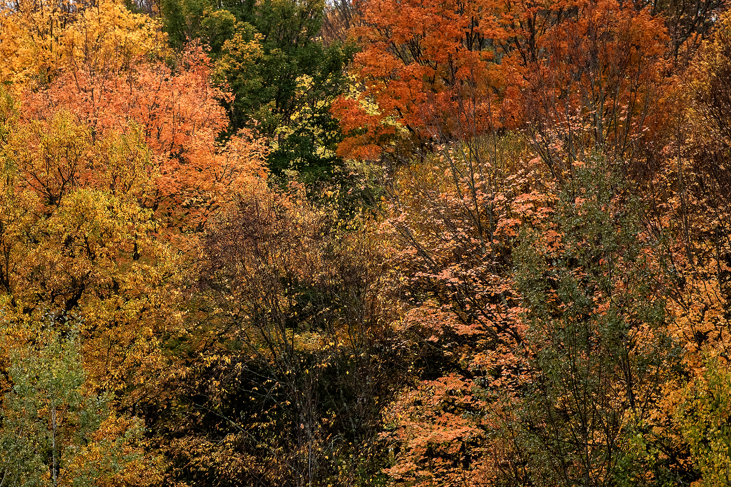 Rain and cooler temperatures could have saved fall foliage season in Wisconsin