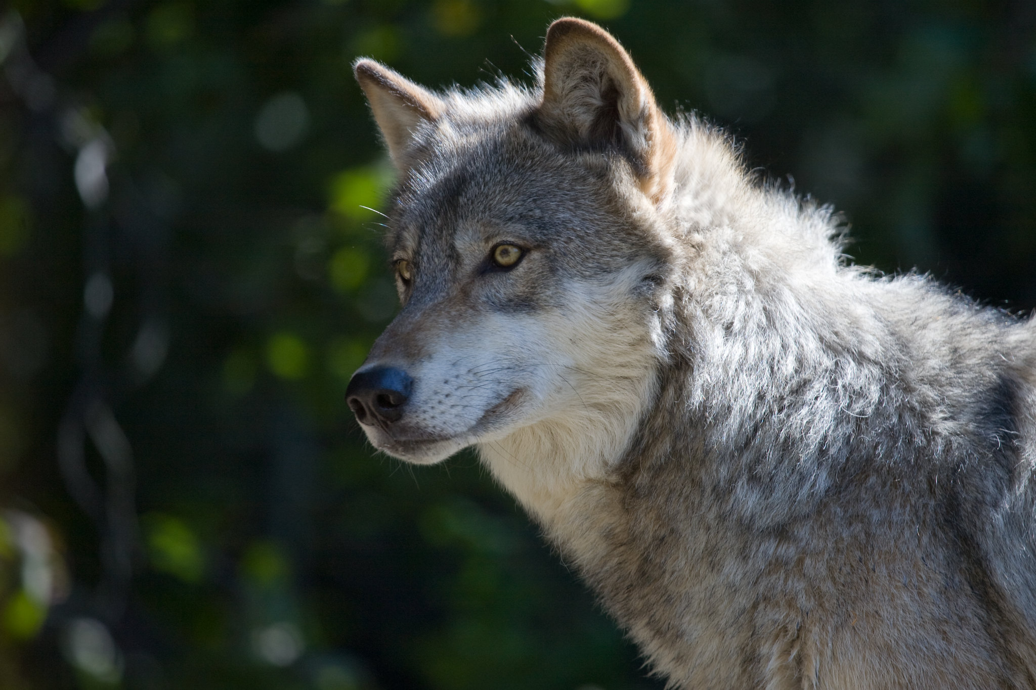 A gray wolf in the forest.