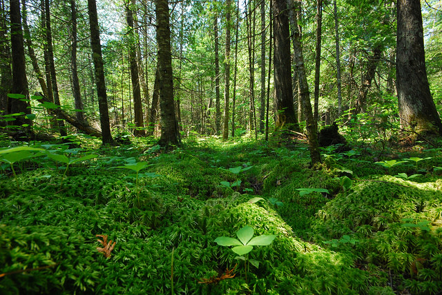 Groups petition Forest Service to suspend logging project in northeastern Wisconsin