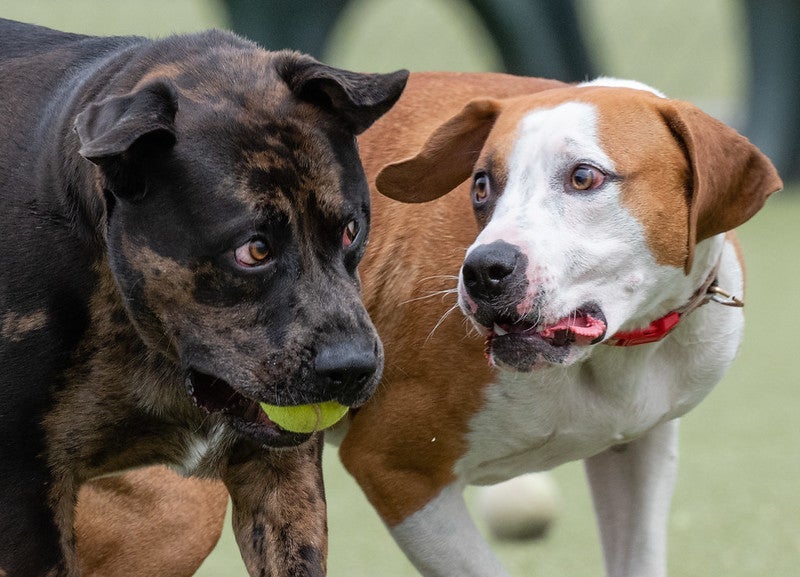 Do’s and don’ts at the dog park