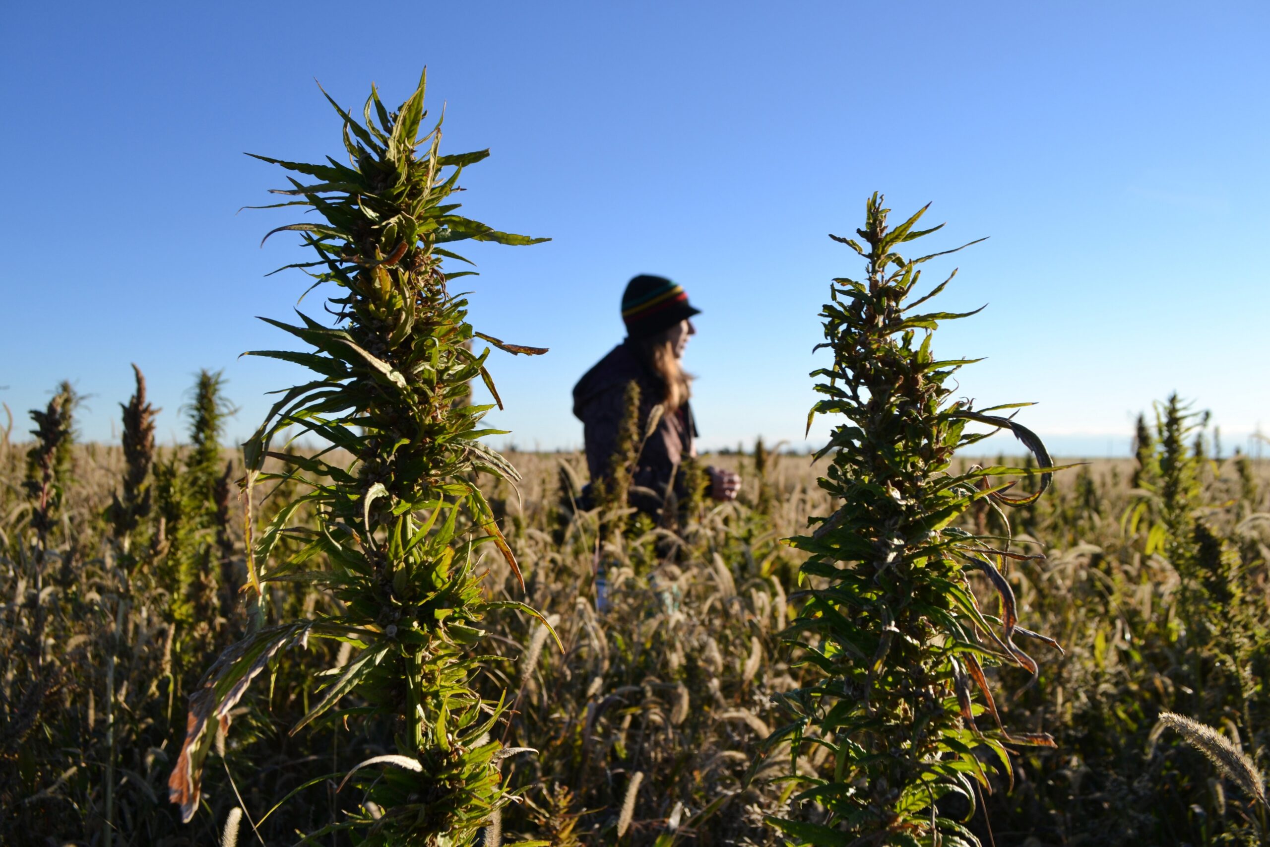 Federal Government Approves 10 New Pesticides For Hemp Farming