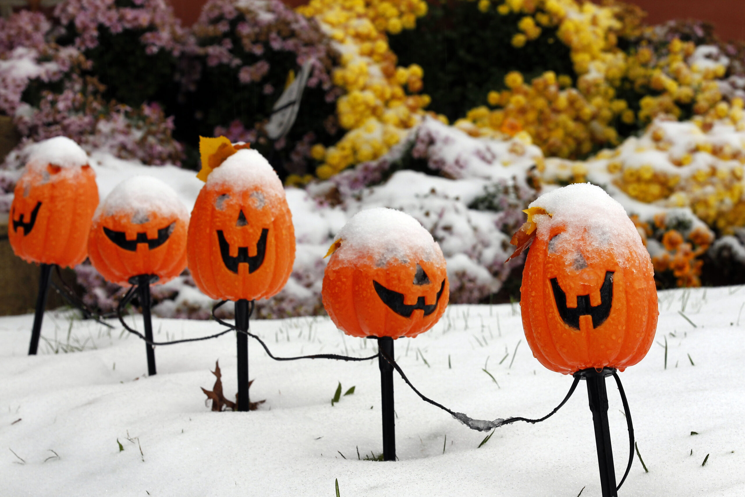 A row of jack-o-lantern lights are seen topped with snow