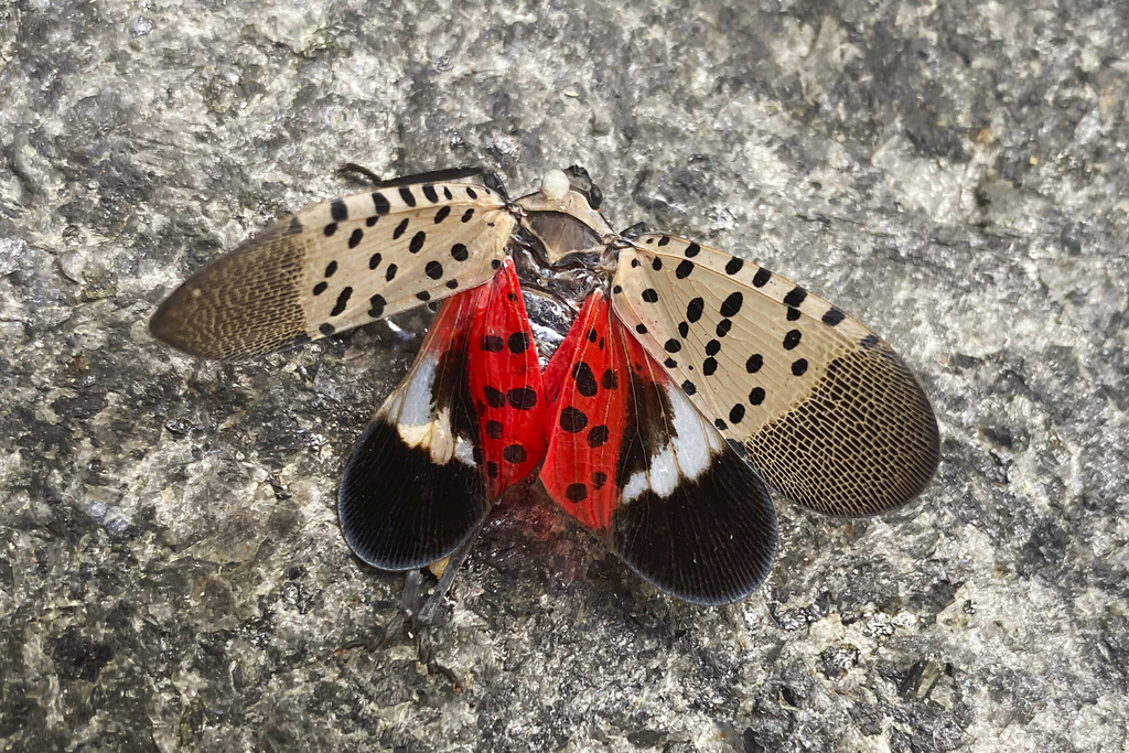 First sighting in Wisconsin of invasive spotted lanternfly could happen any day