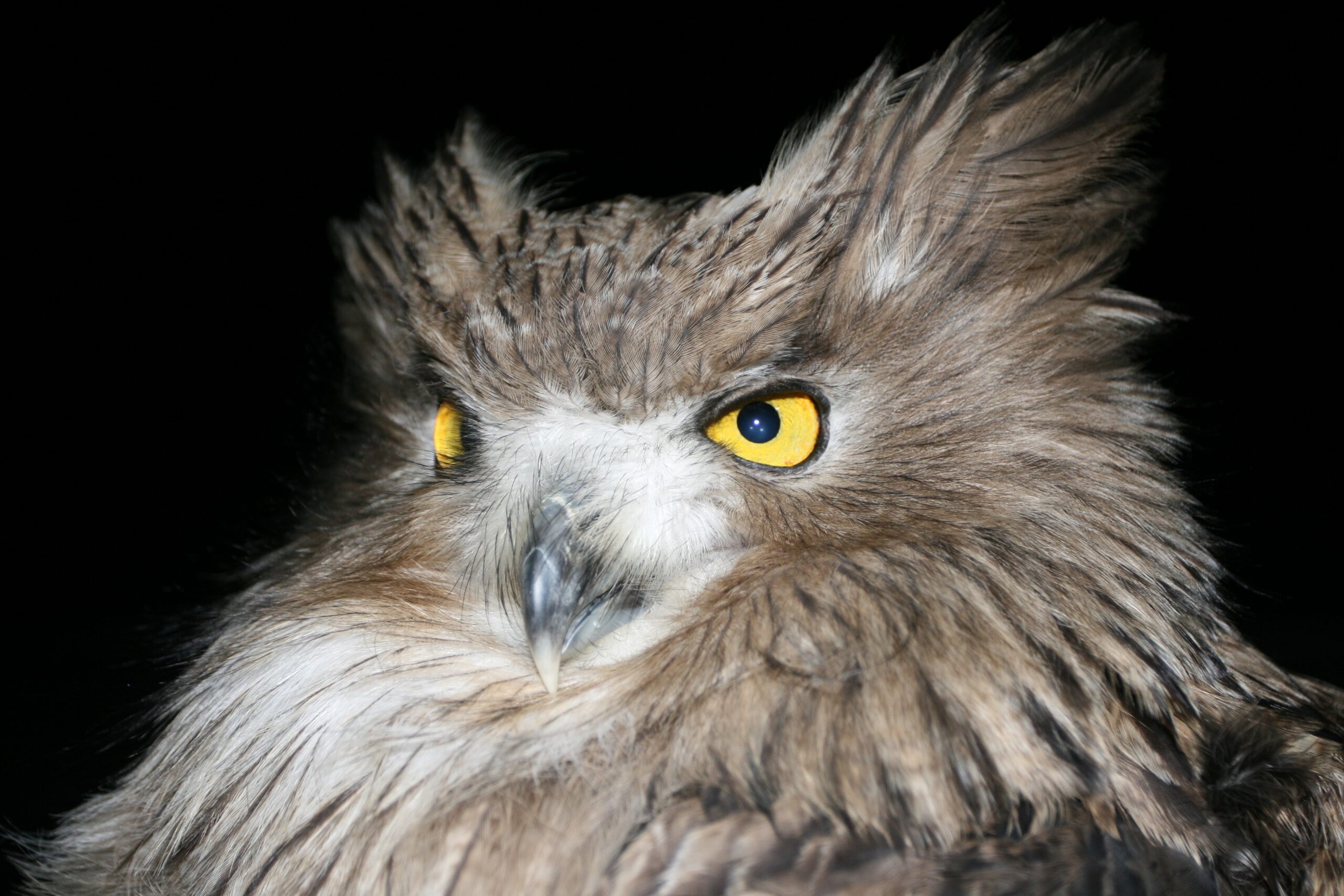An owl with bright yellow eyes and small face is photographed in the night.