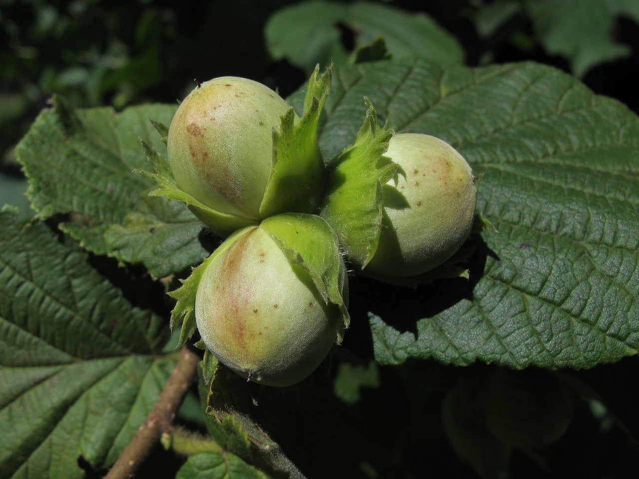 Hazelnuts on a branch.