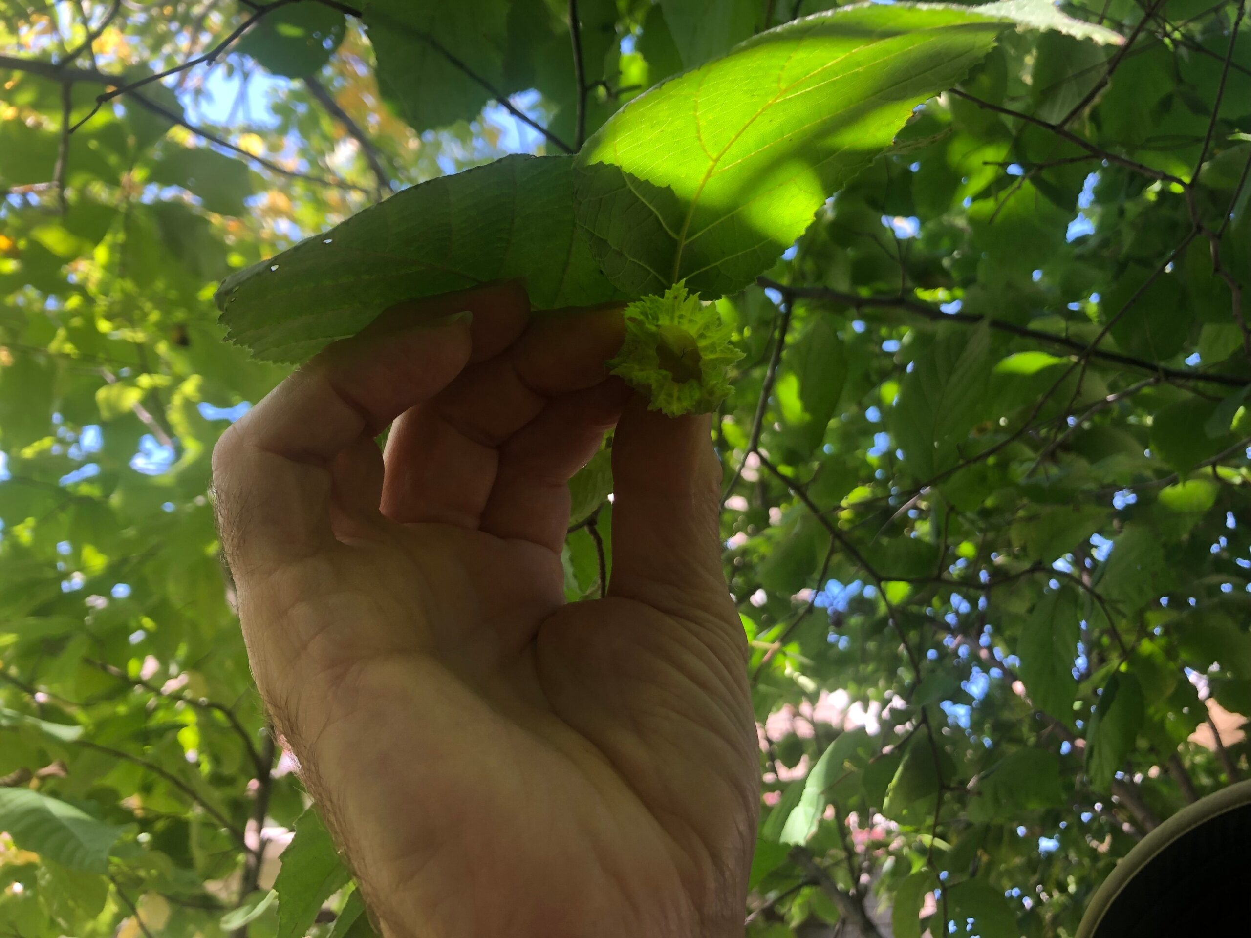 Hazlenuts grow on a tree