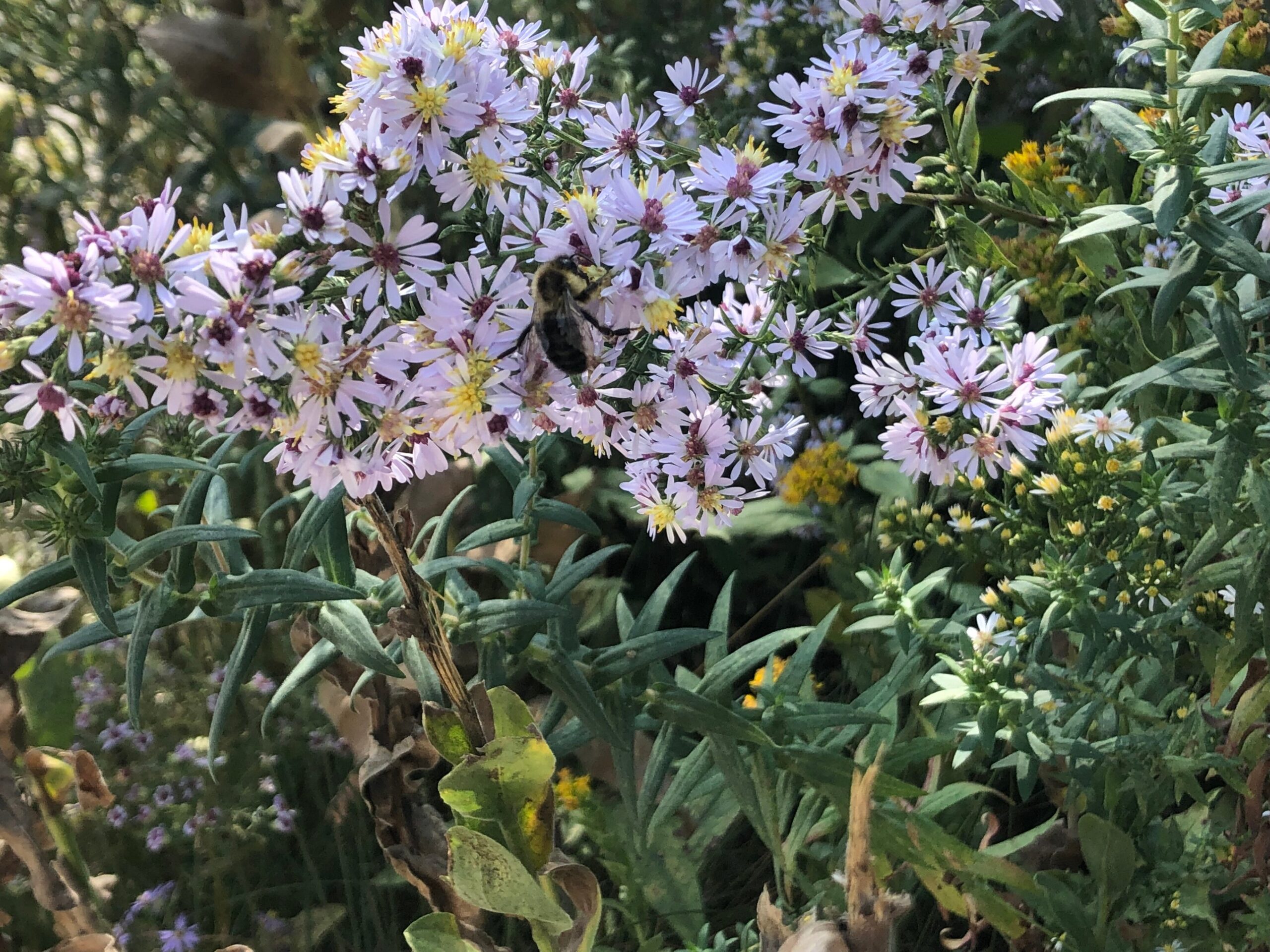 Purple flowers