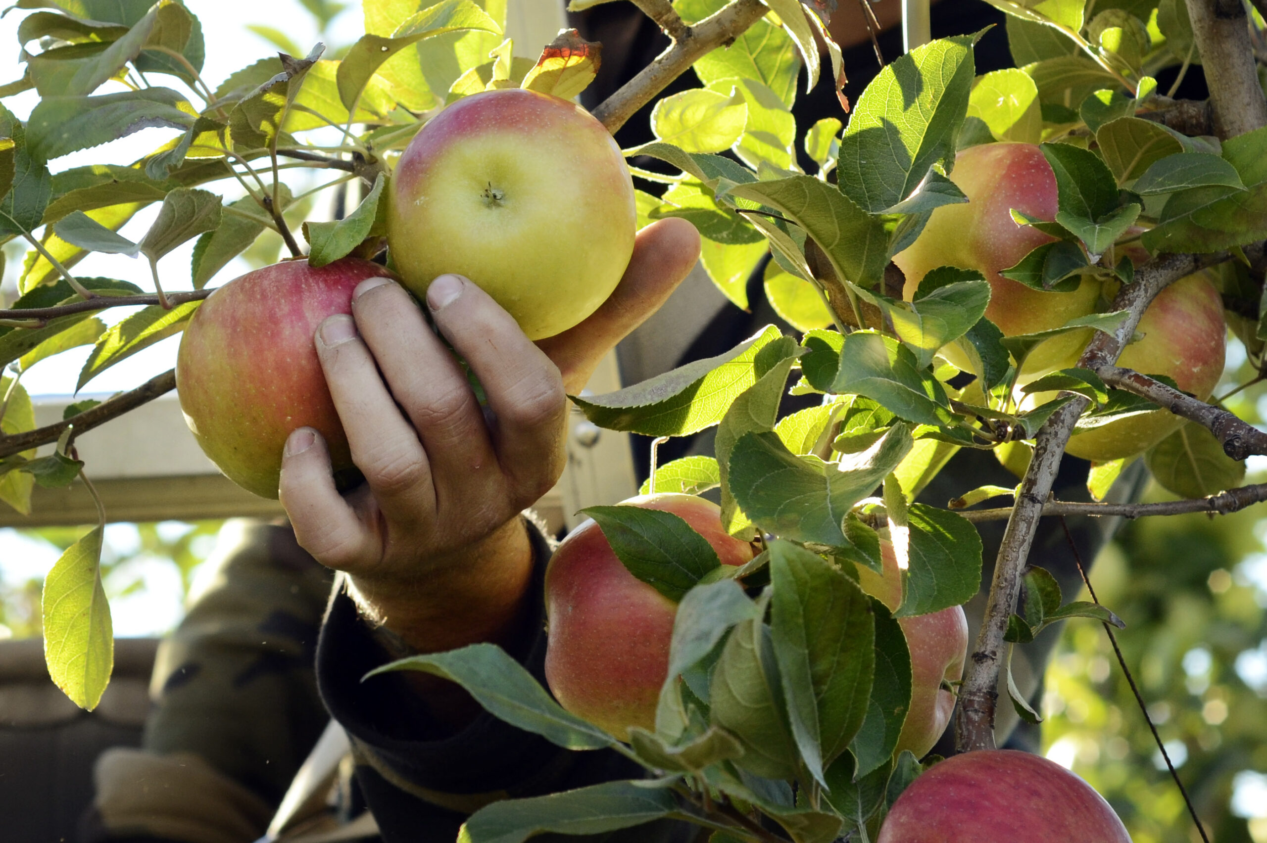 Apples, crop, fall, apple picking