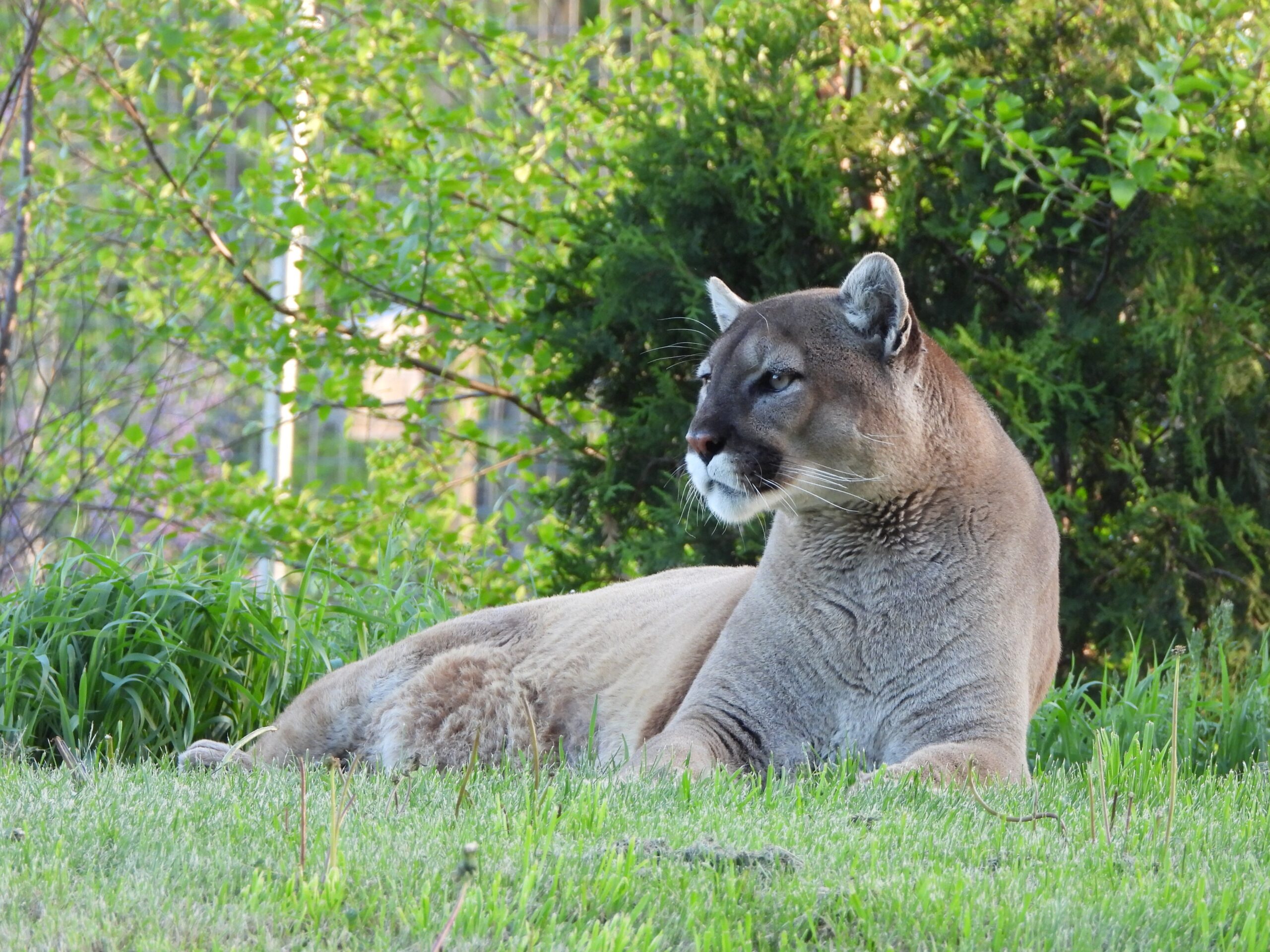 Bowhunter kills cougar in Buffalo County