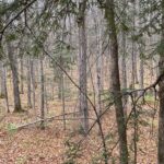 Come opening day: A hunter’s reflection from the woods