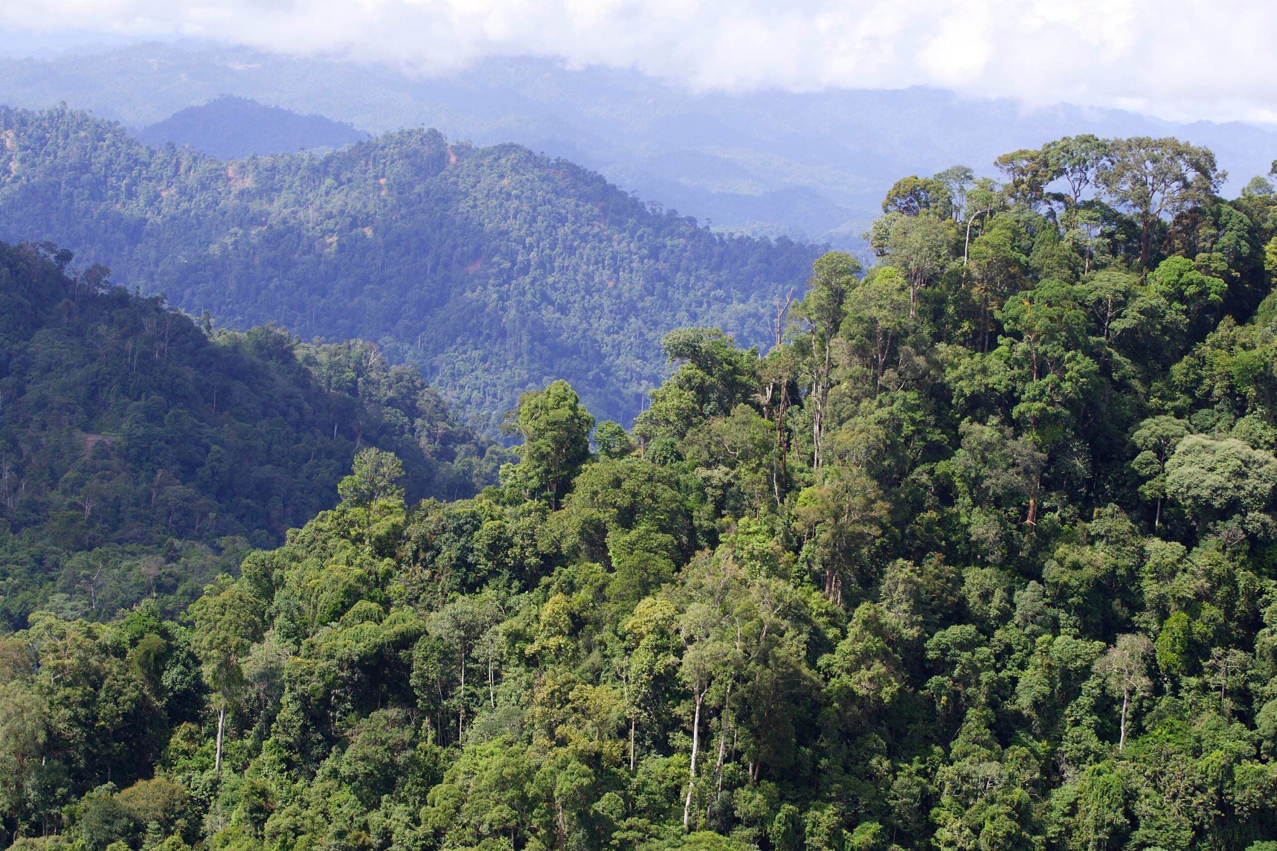 An overhead shot of a mountainous and thickly-forested area