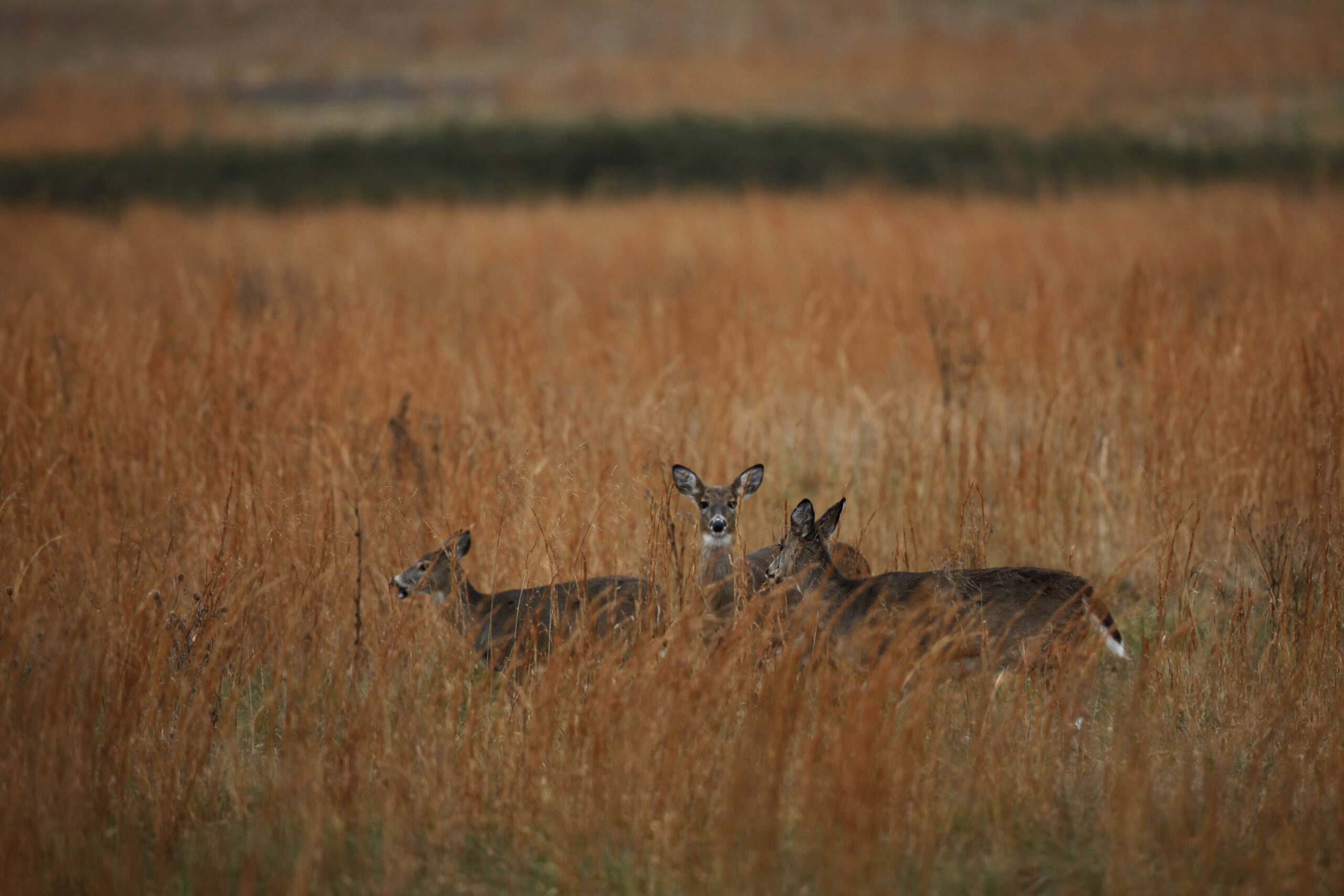 Three deer stand in a pairie