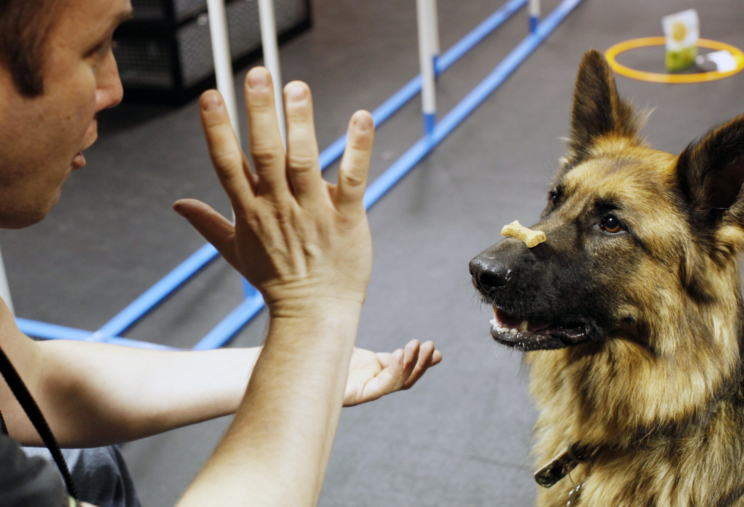A person kneels in front of a dog, training it to sit with a treat on its nose