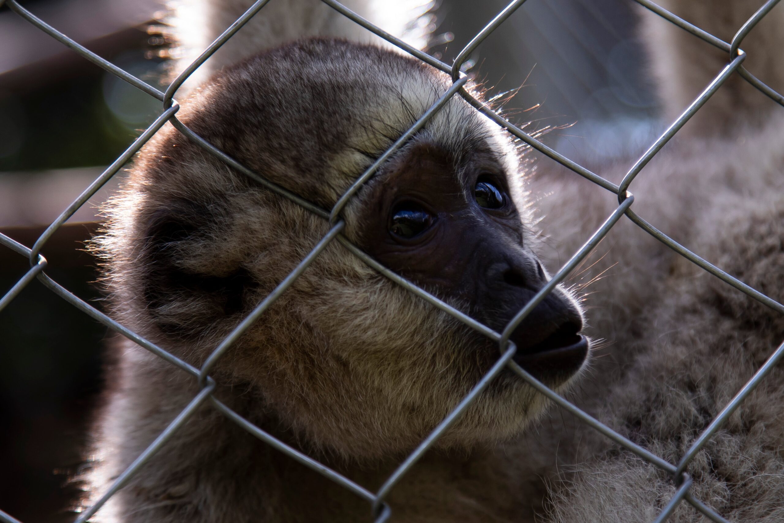 A close-up shot of an endangered monkey in brazil behind a fence