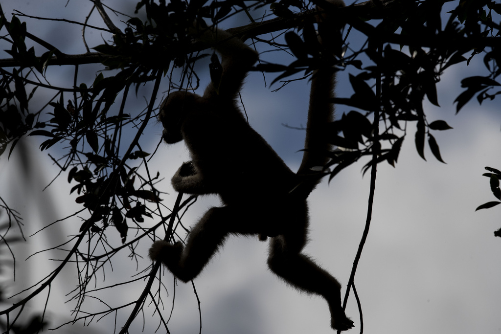 A northern muriqui monkey moves in a tree at the Feliciano Miguel Abdala Natural Heritage Private Reserve in Caratinga, Minas Gerais state, Brazil, Wednesday, June 14, 2023. This critically endangered species is endemic to the Atlantic Forest region of th