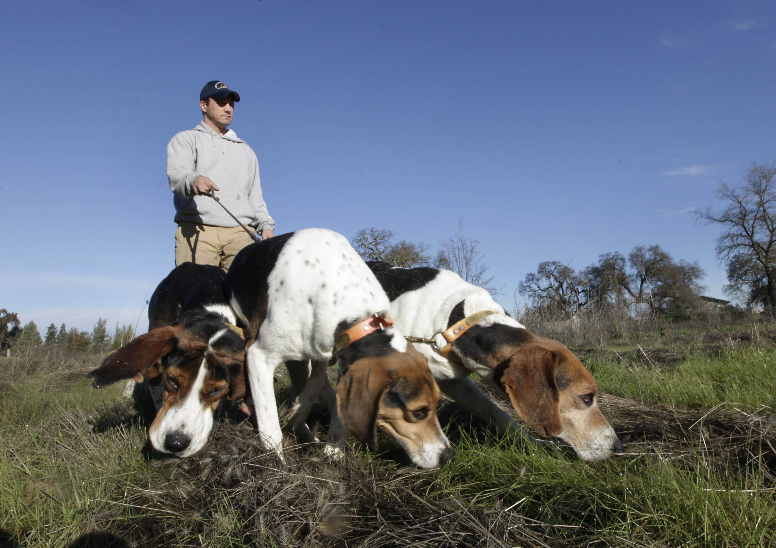 A man walks three hunting hounds