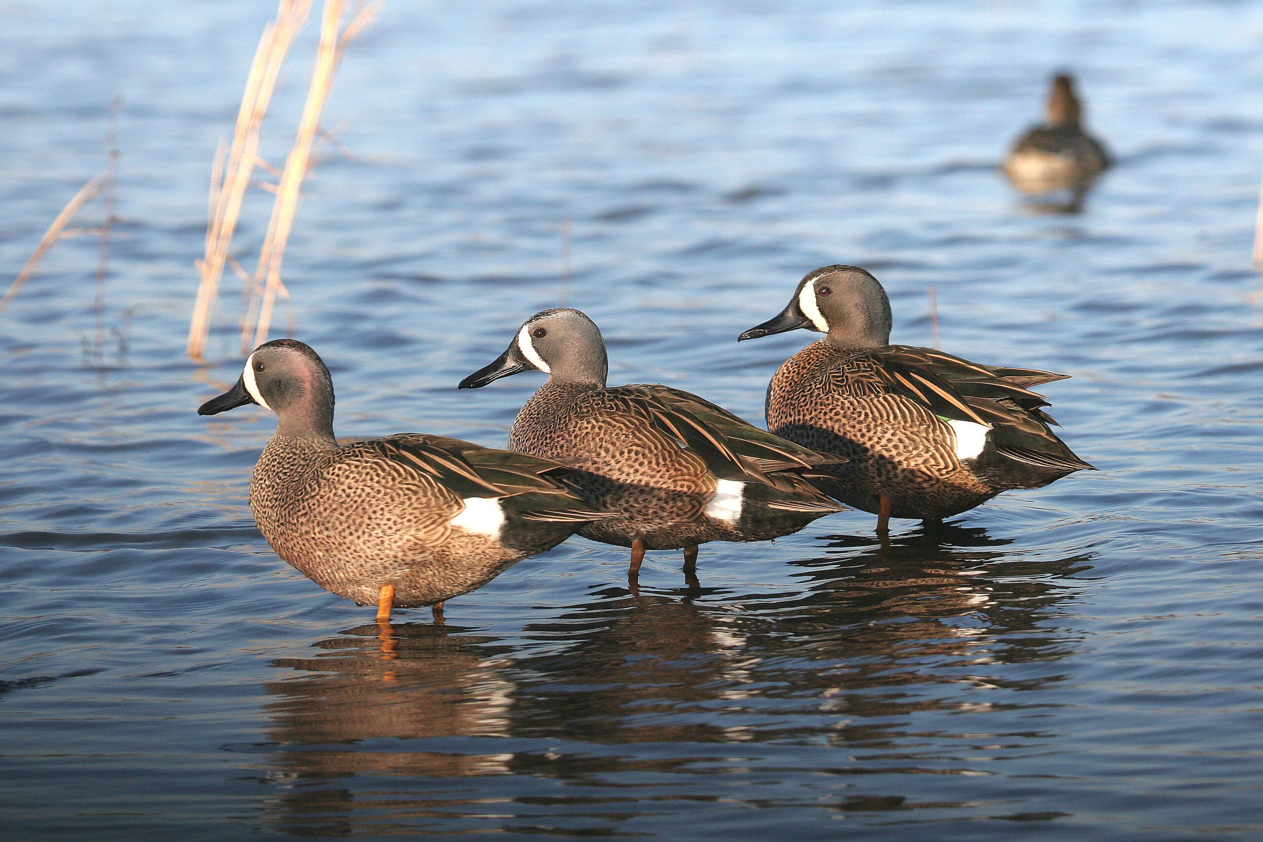 Three blue-winged teal ducks stand in shallow water