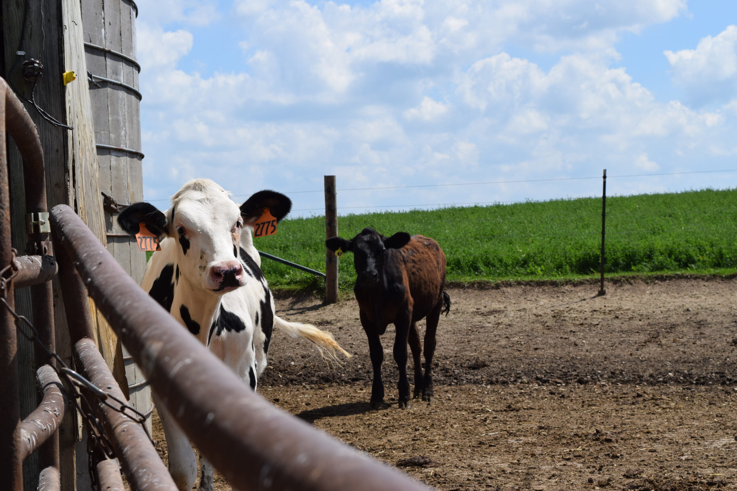 New federal funding aims to offset high feed costs for organic dairy farms