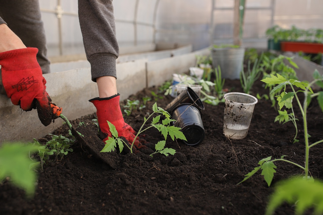 Planting tomatoes in a greenhouse.