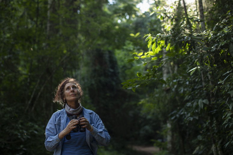 A researcher in a Brazilian forest looks up into the trees