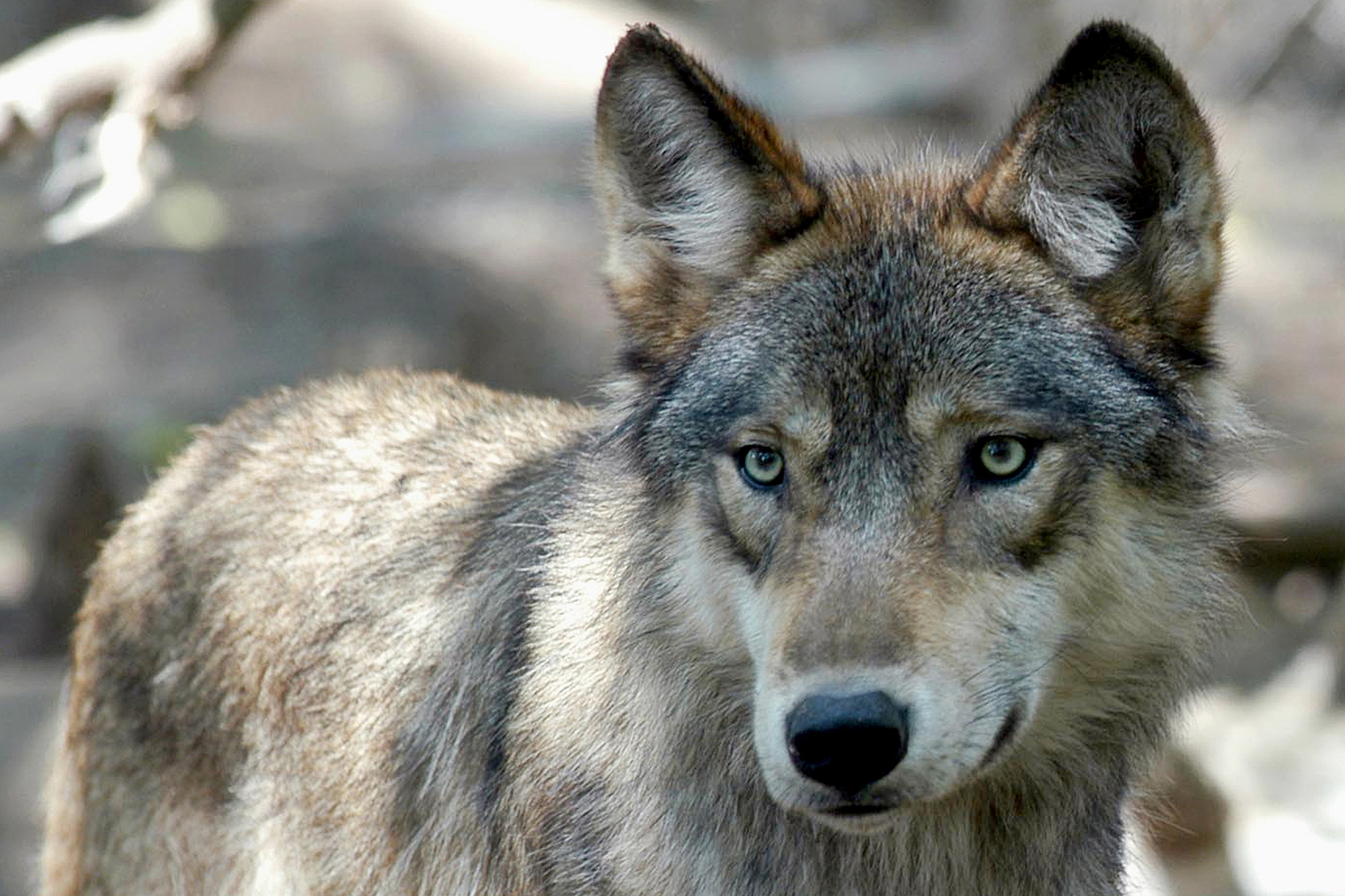 A gray wolf stands in Minnesota