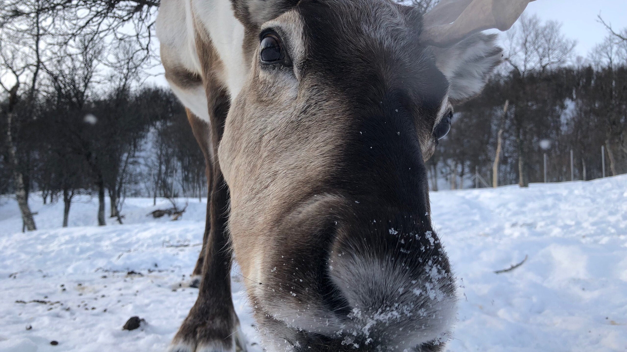 How the real-life Rudolphs get enough rest: Sleep while you chew!
