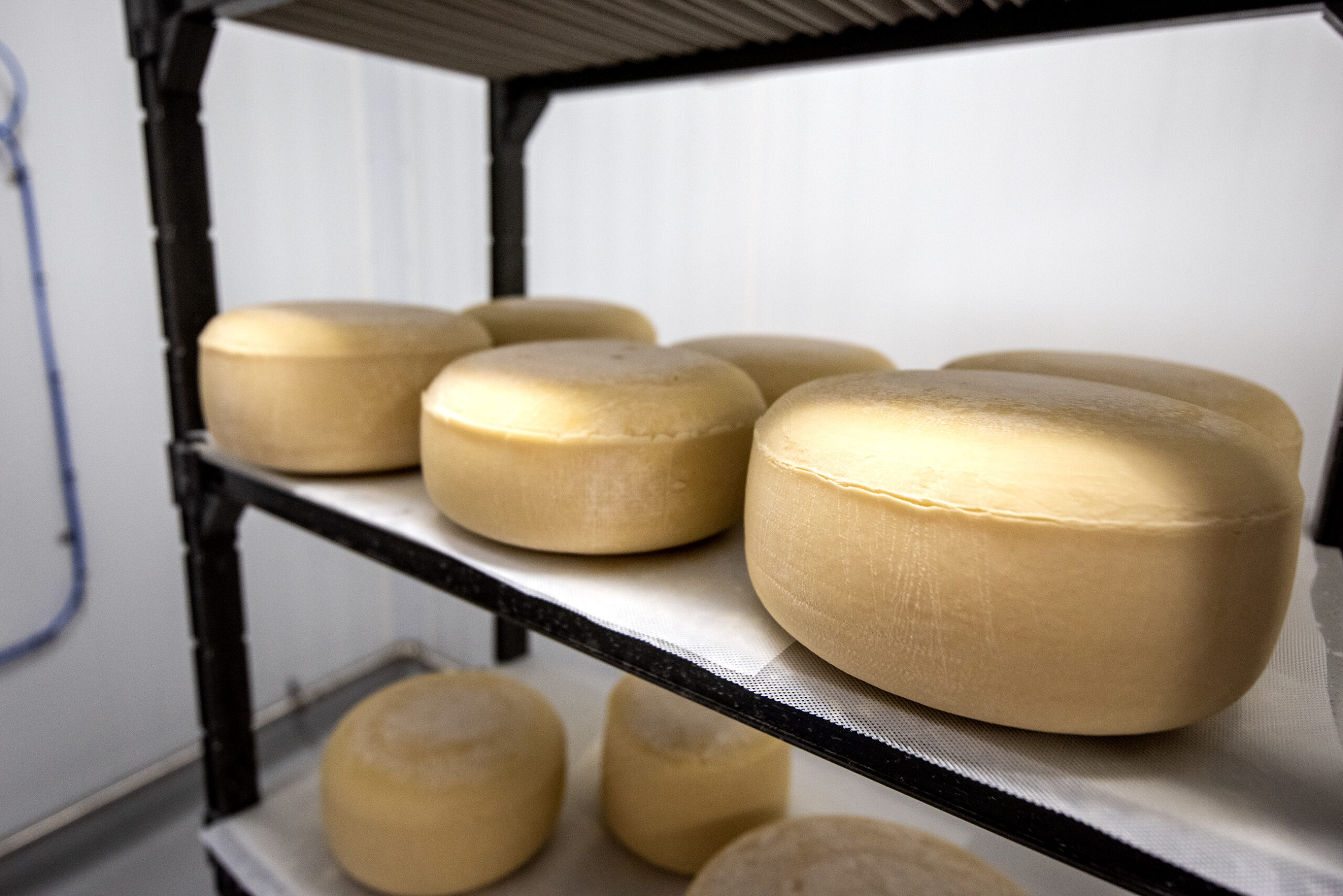 Light yellow circular cheese is stored on a shelf.
