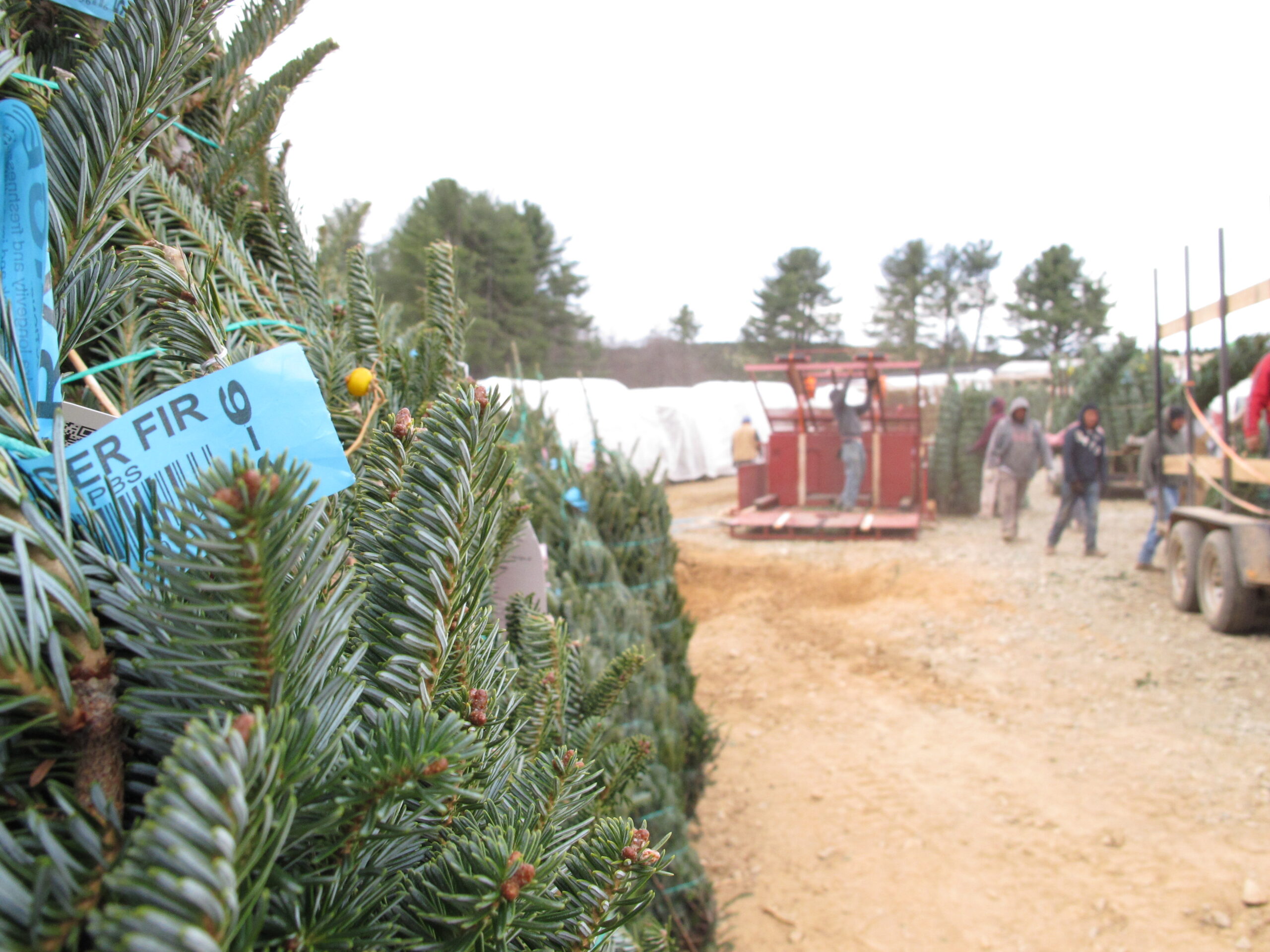 Workers sort Christmas trees for shipping.