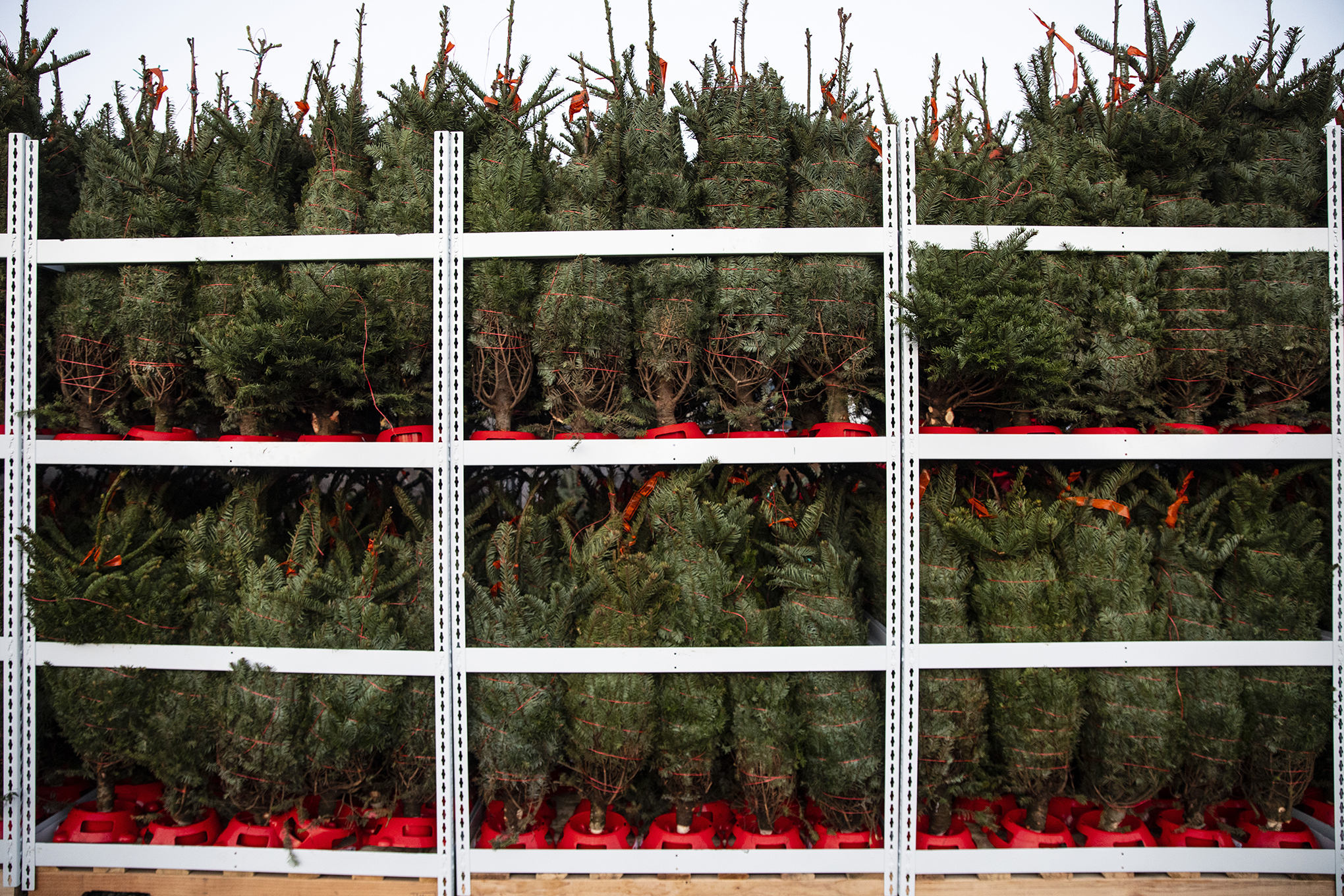 Small Christmas trees ready for shipment.