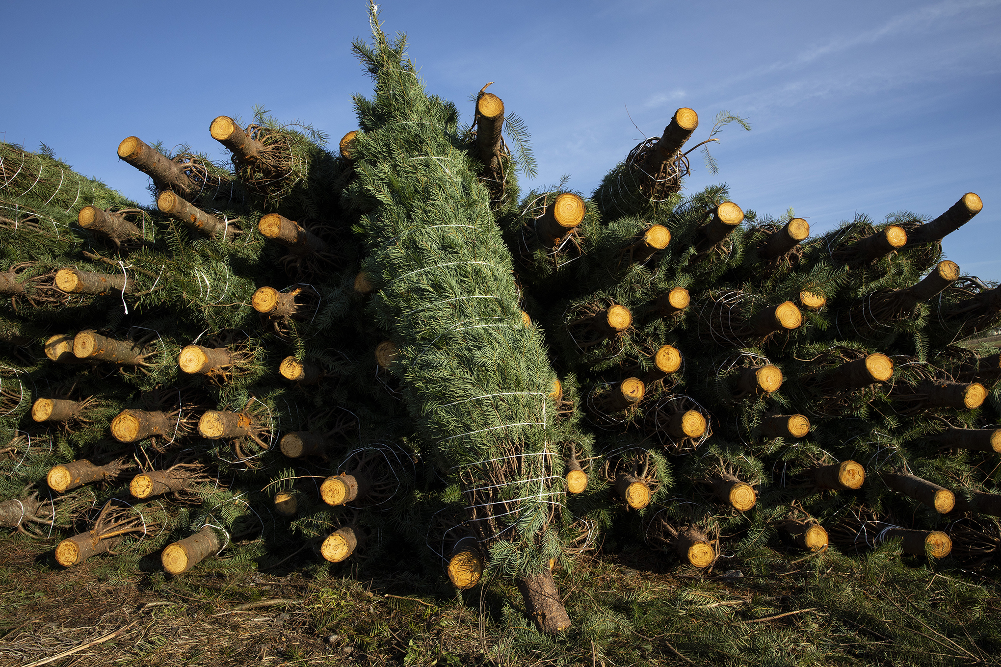 Freshly cut Christmas trees are bundled for shipment.