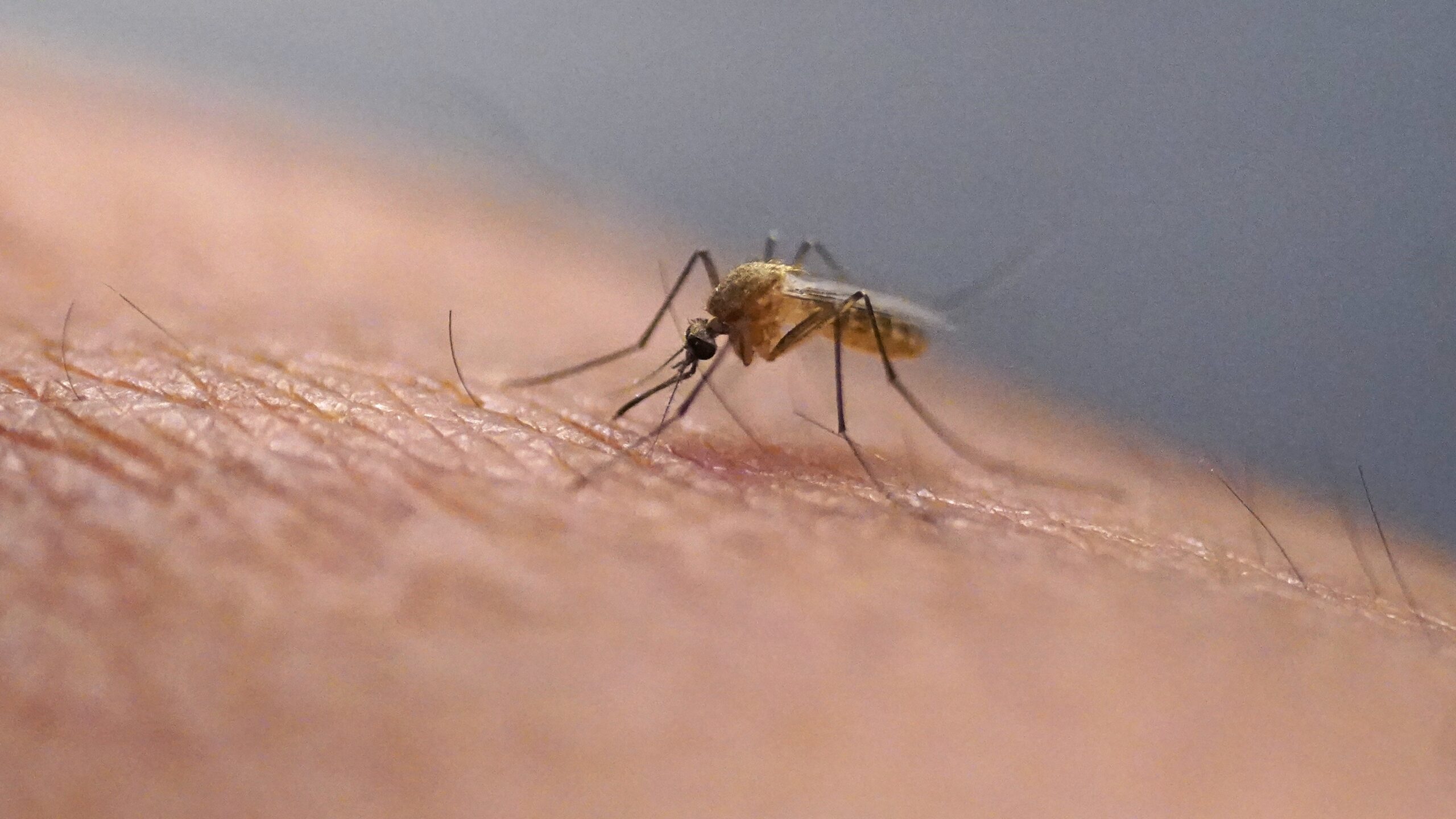 The U.S. is unprepared for the growing threat of mosquito- and tick-borne viruses