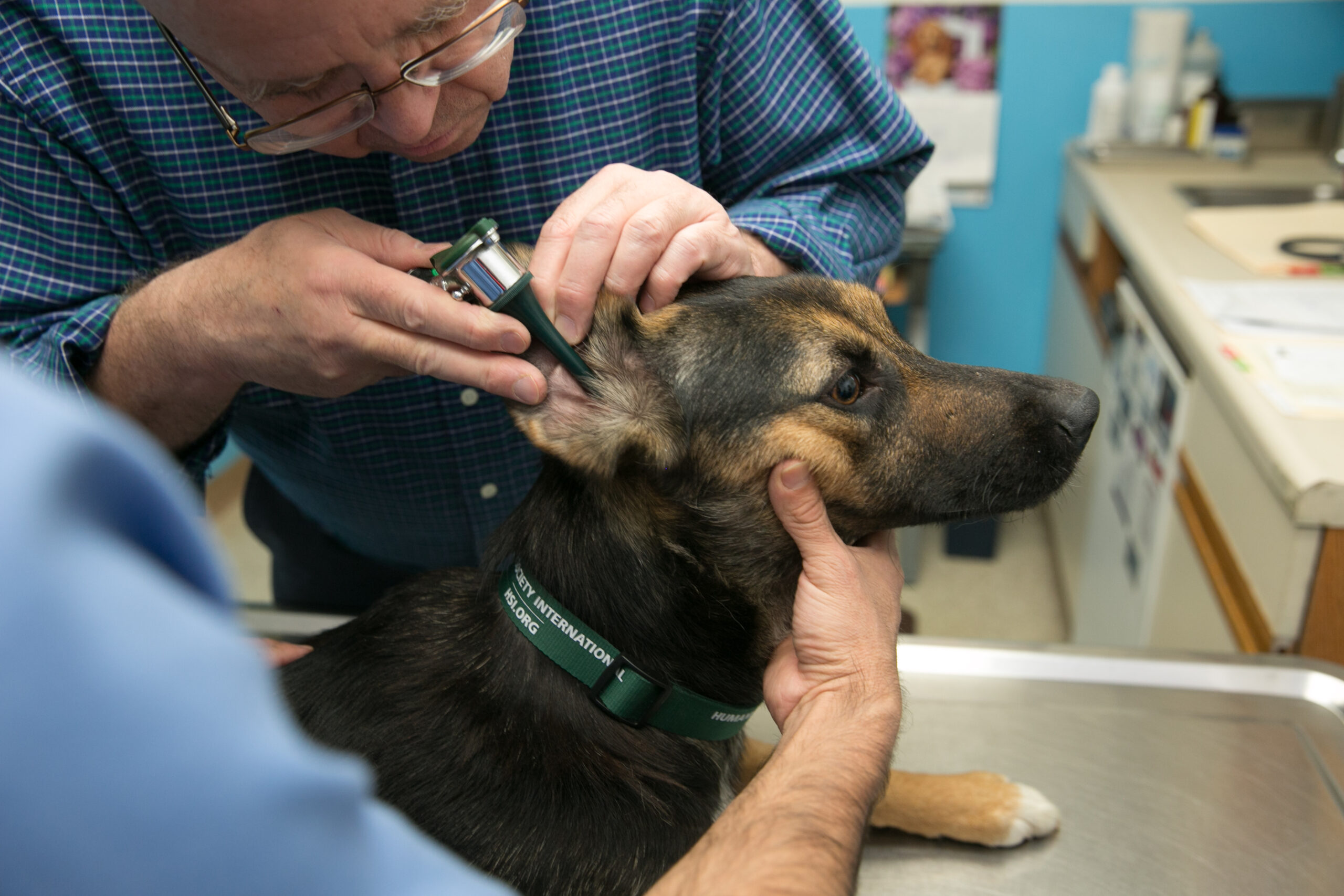 dog being examined at a veterinary clinic