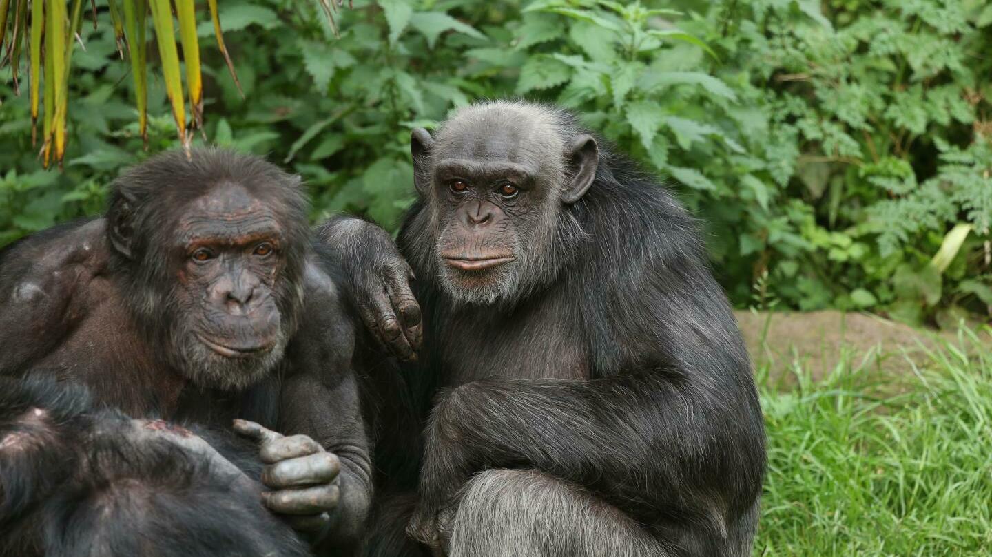 Apes remember long-lost friends and family they haven’t seen in decades