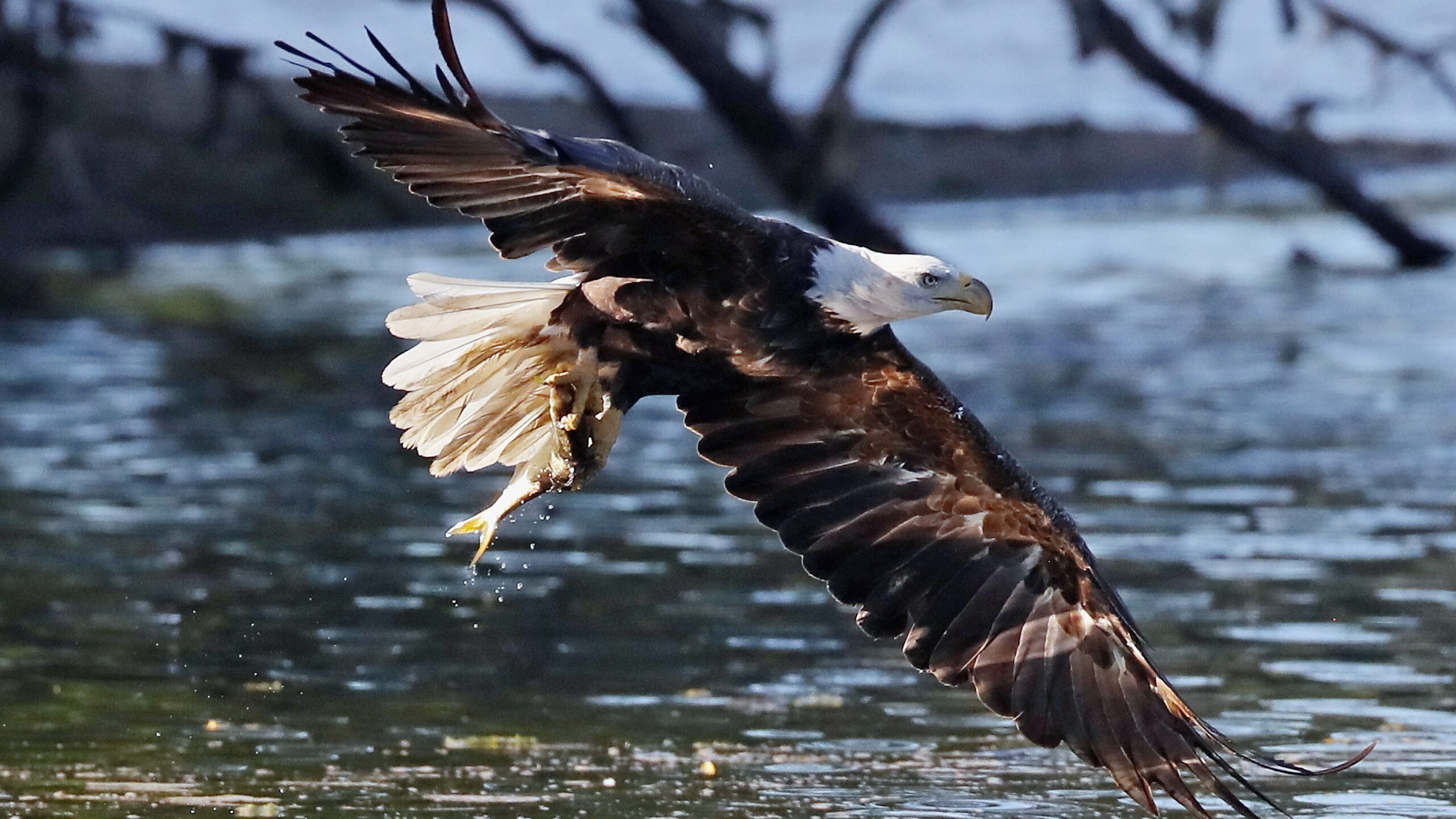 Two men charged with killing approximately 3,600 birds, including bald eagles