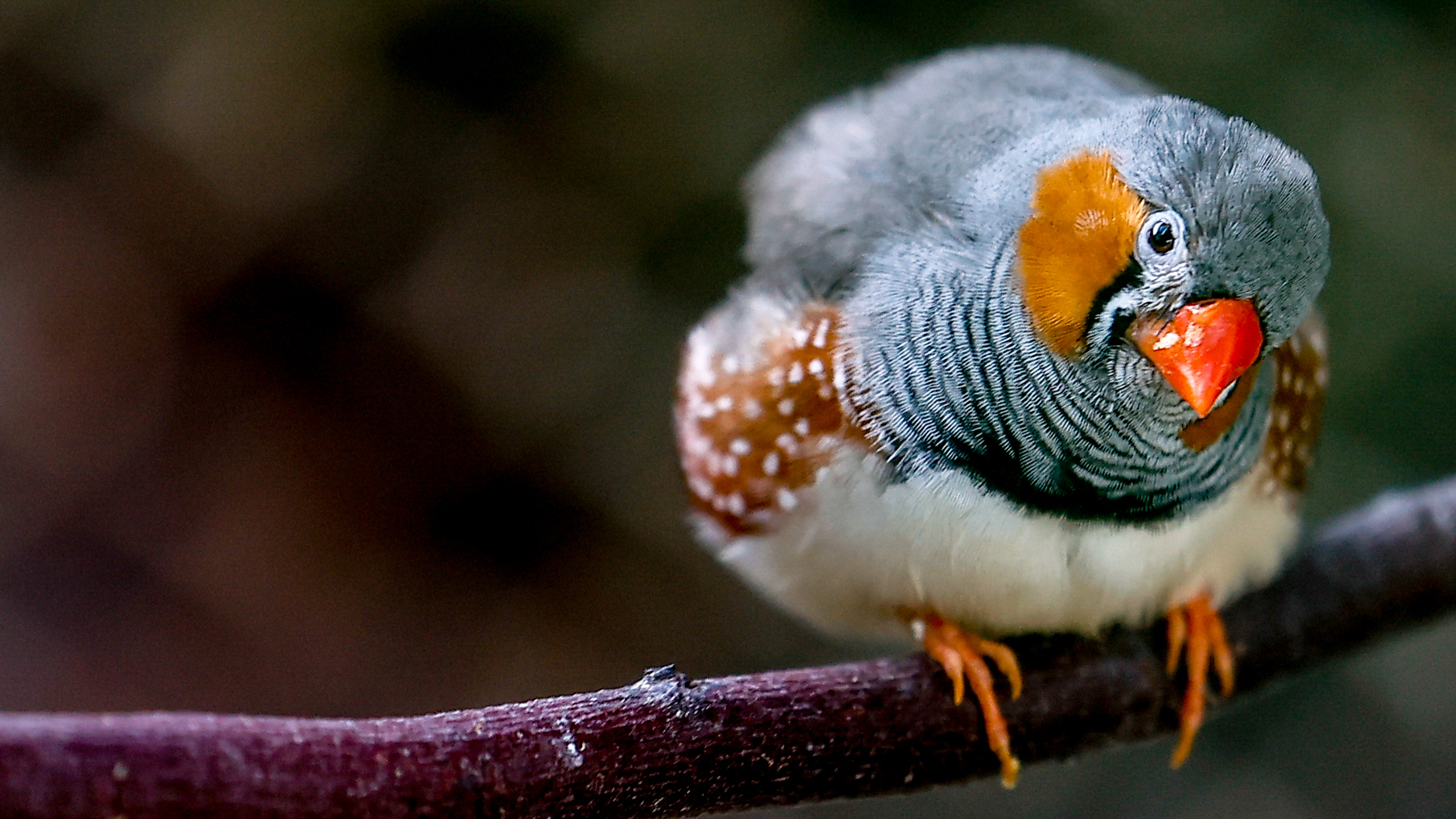 These songbirds sing for hours a day to keep their vocal muscles in shape