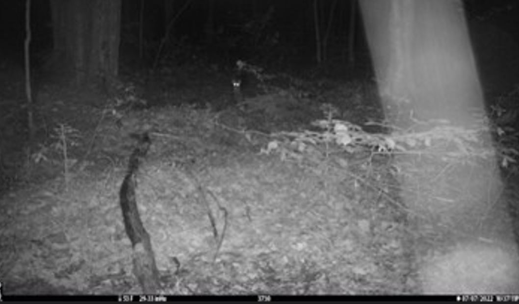 Marten captured on camera