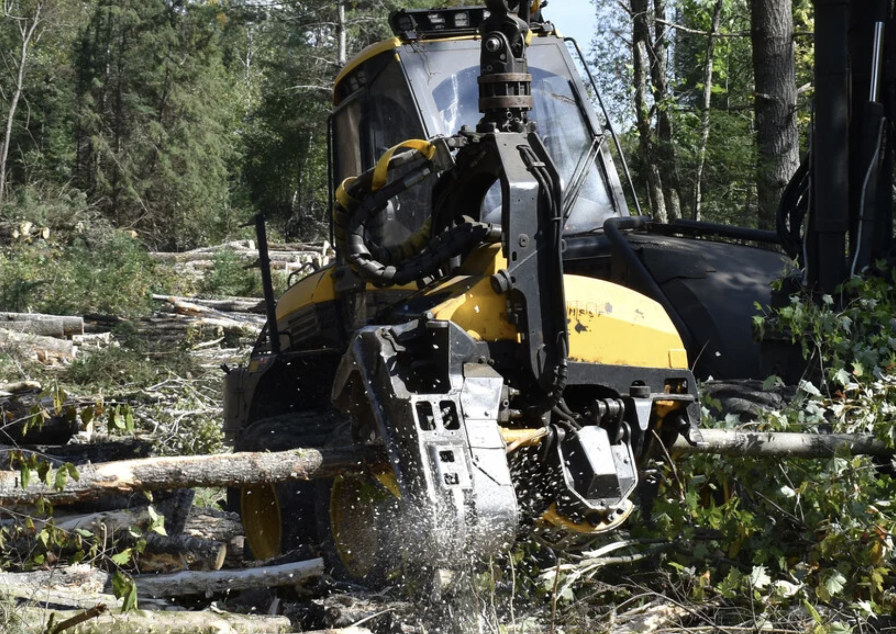 Sawdust flies as a logger for Enterprise Forest Products operates a harvester at a logging site in Elcho