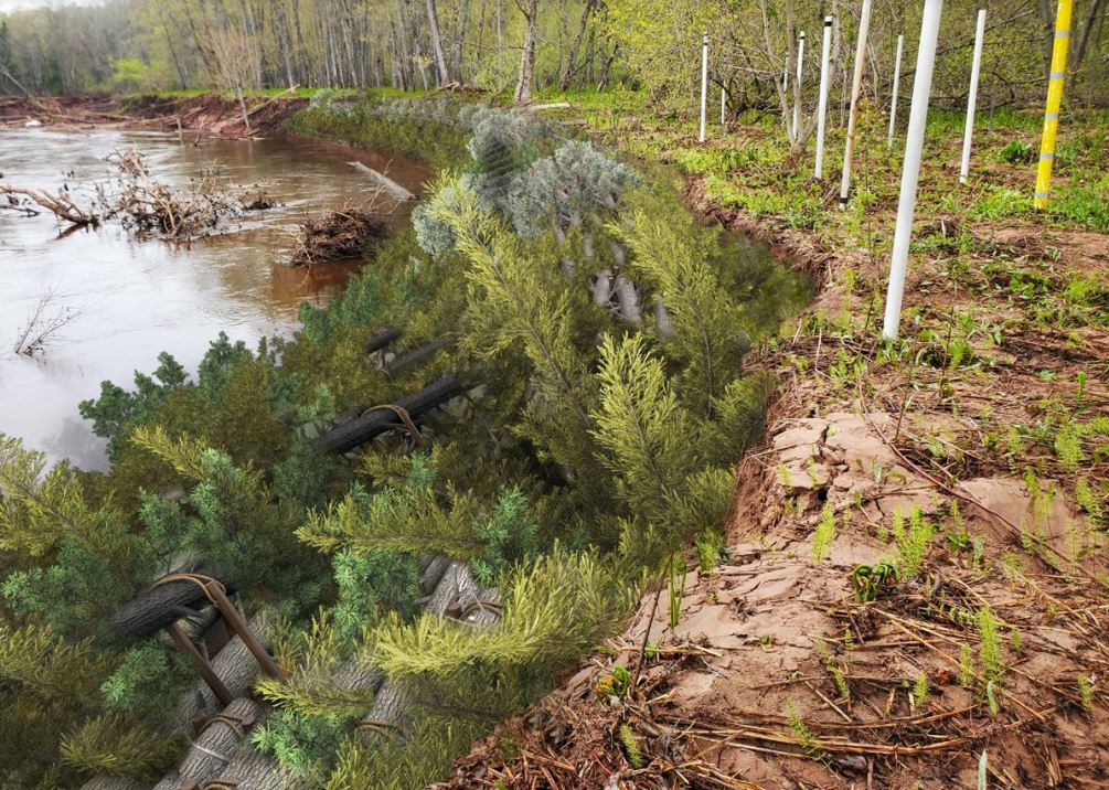 Tree installation to slow erosion