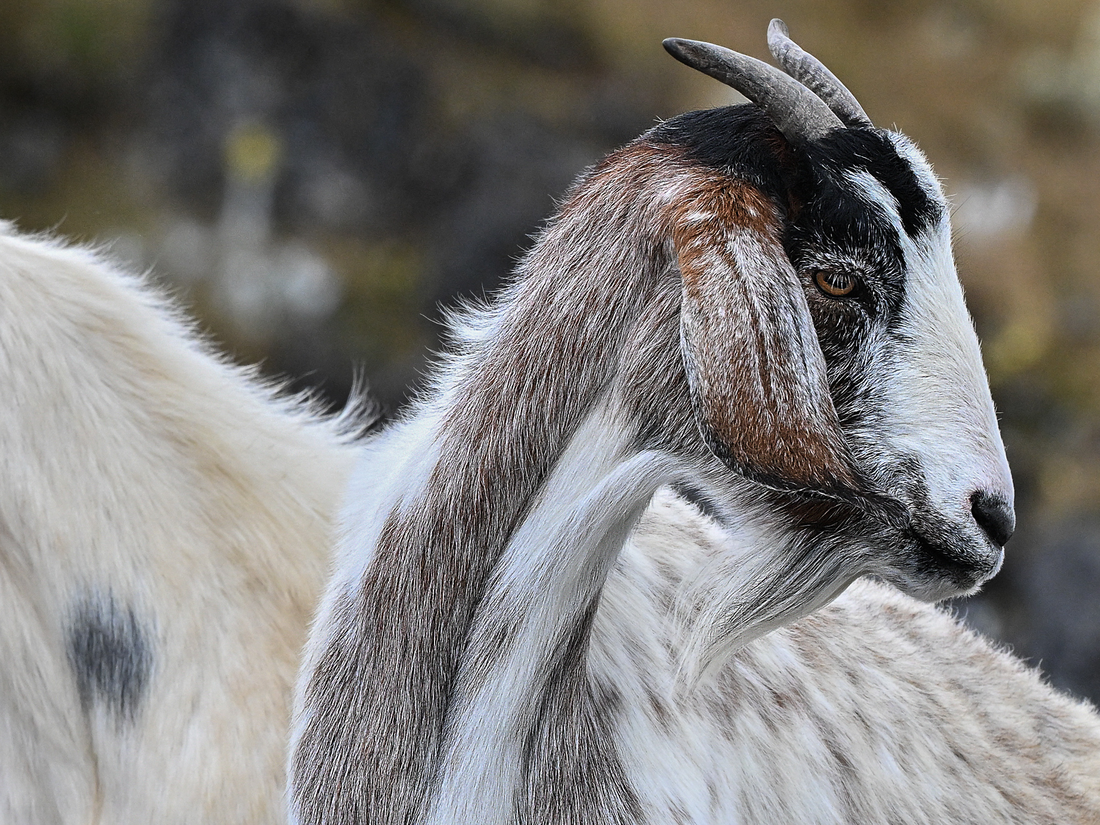 Hey lil’ goat, can you tell the difference between a happy voice and an angry voice?