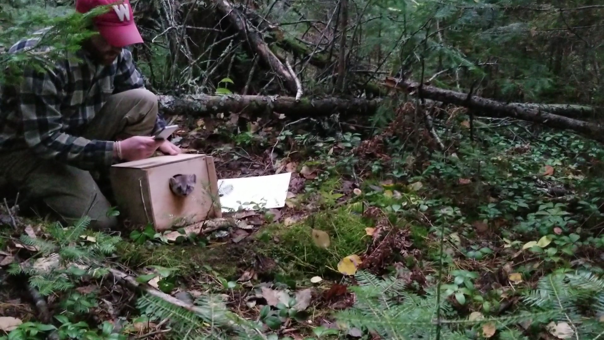 Jonathan Pauli releases a marten