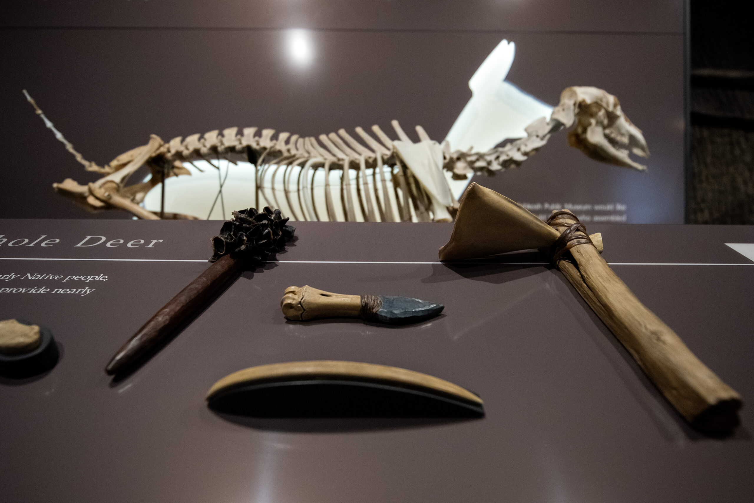 A deer skeleton is in the background of an exhibit showcasing various tools.