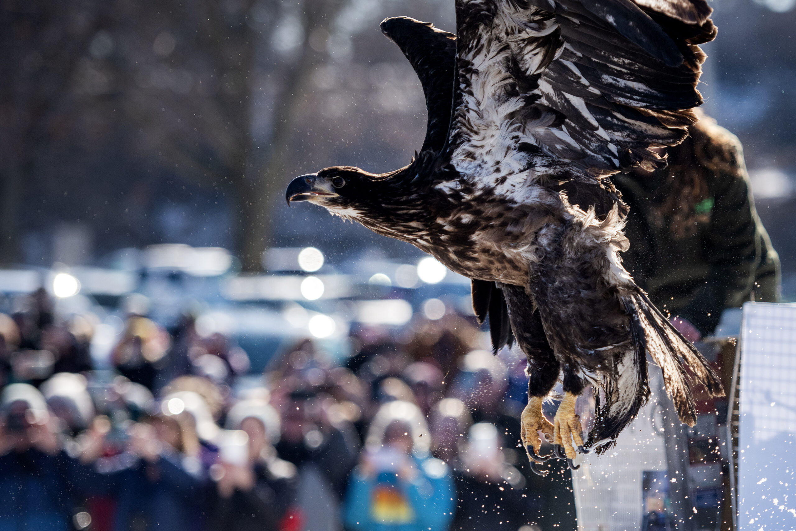An eagle is seen mid-flight close-up from the side.