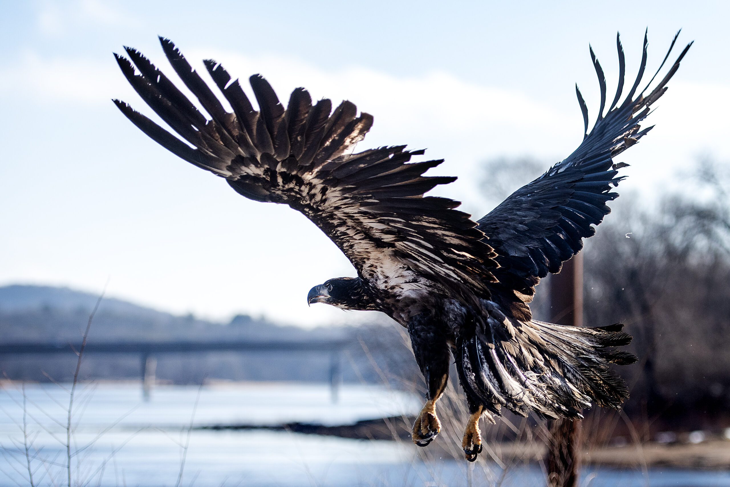 Light reflects off an eagle's feathers as it flies.